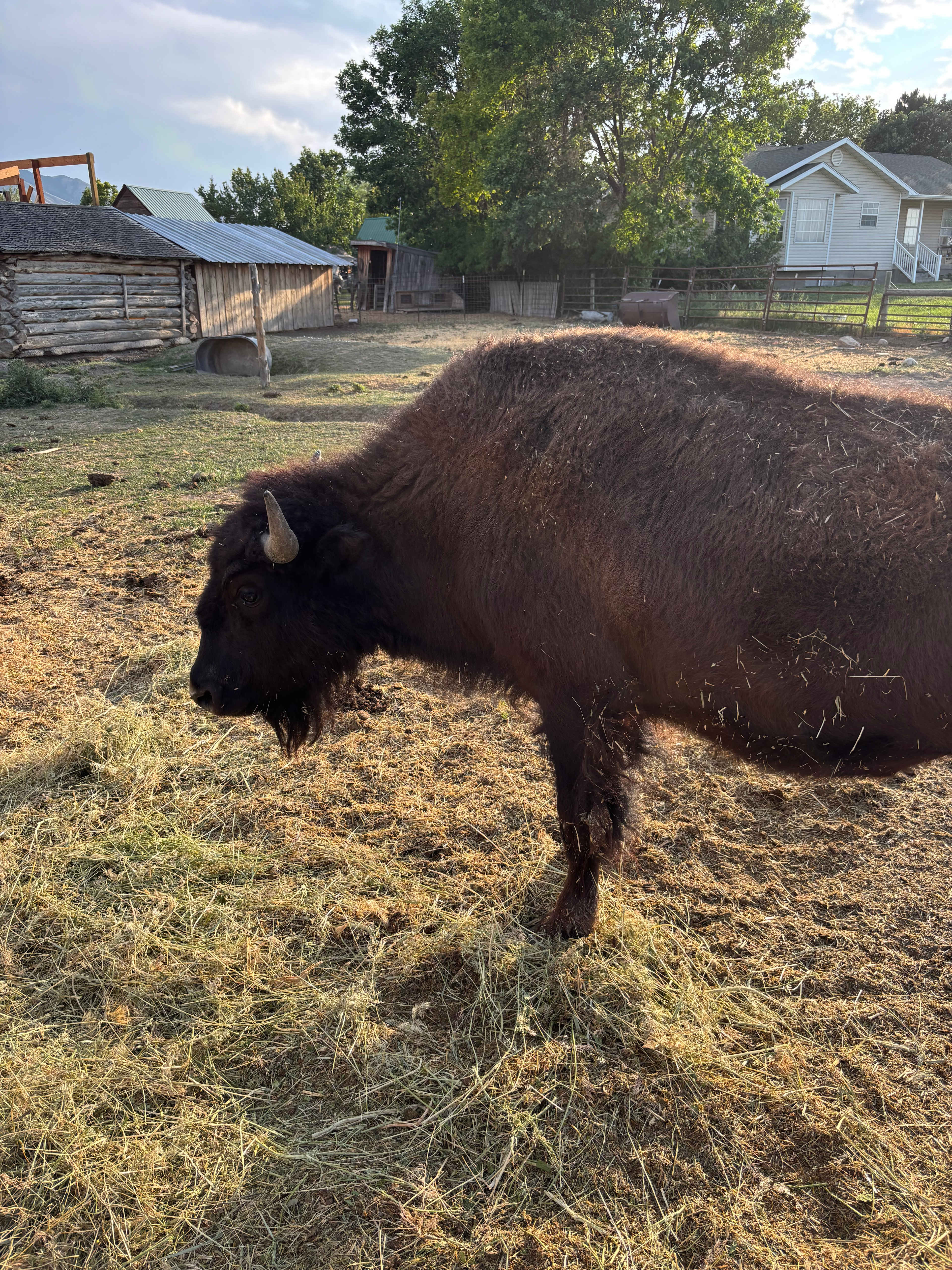 Crazy Cow Farm Adventure