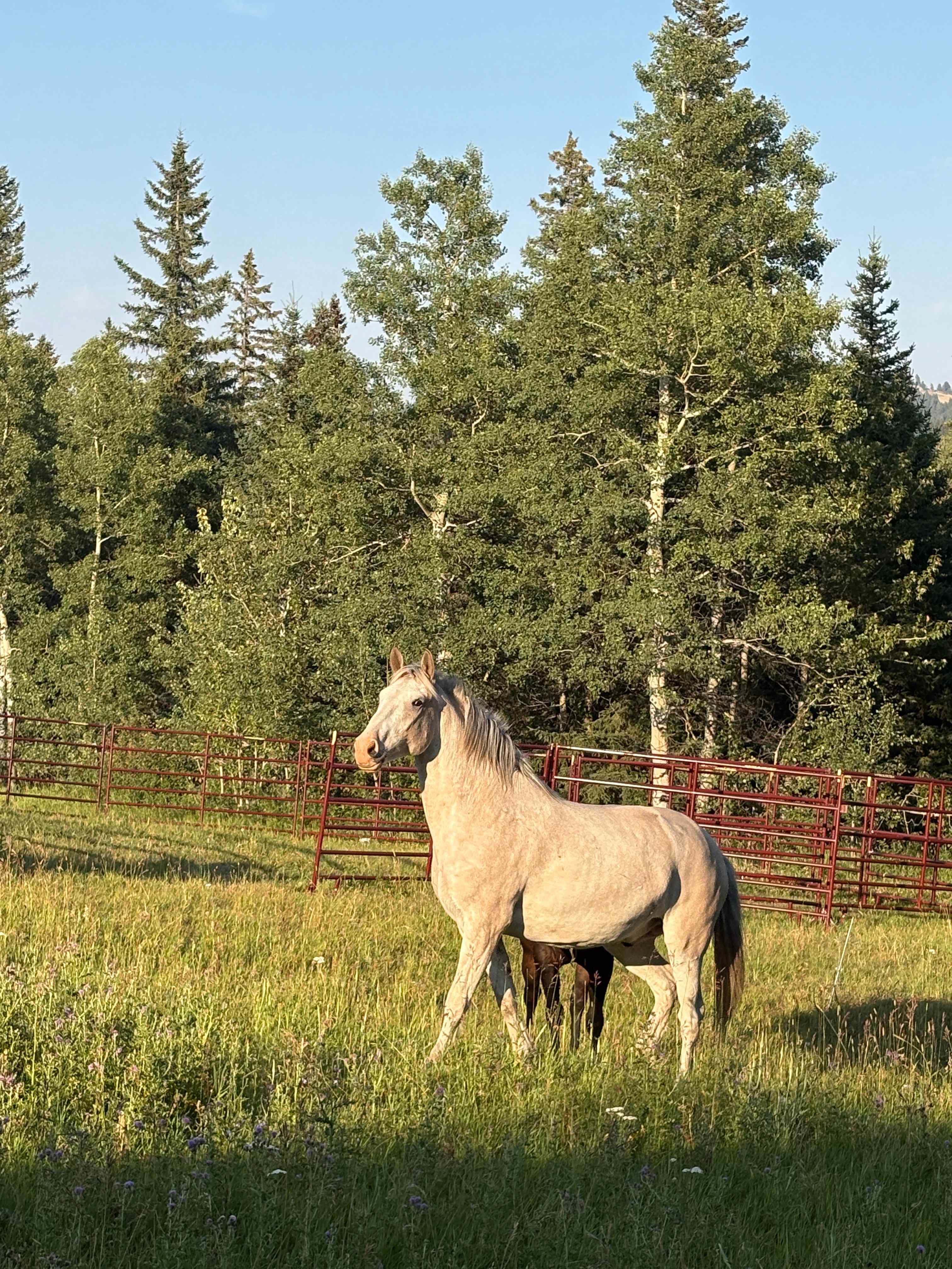 Rocky Mountains Glamping