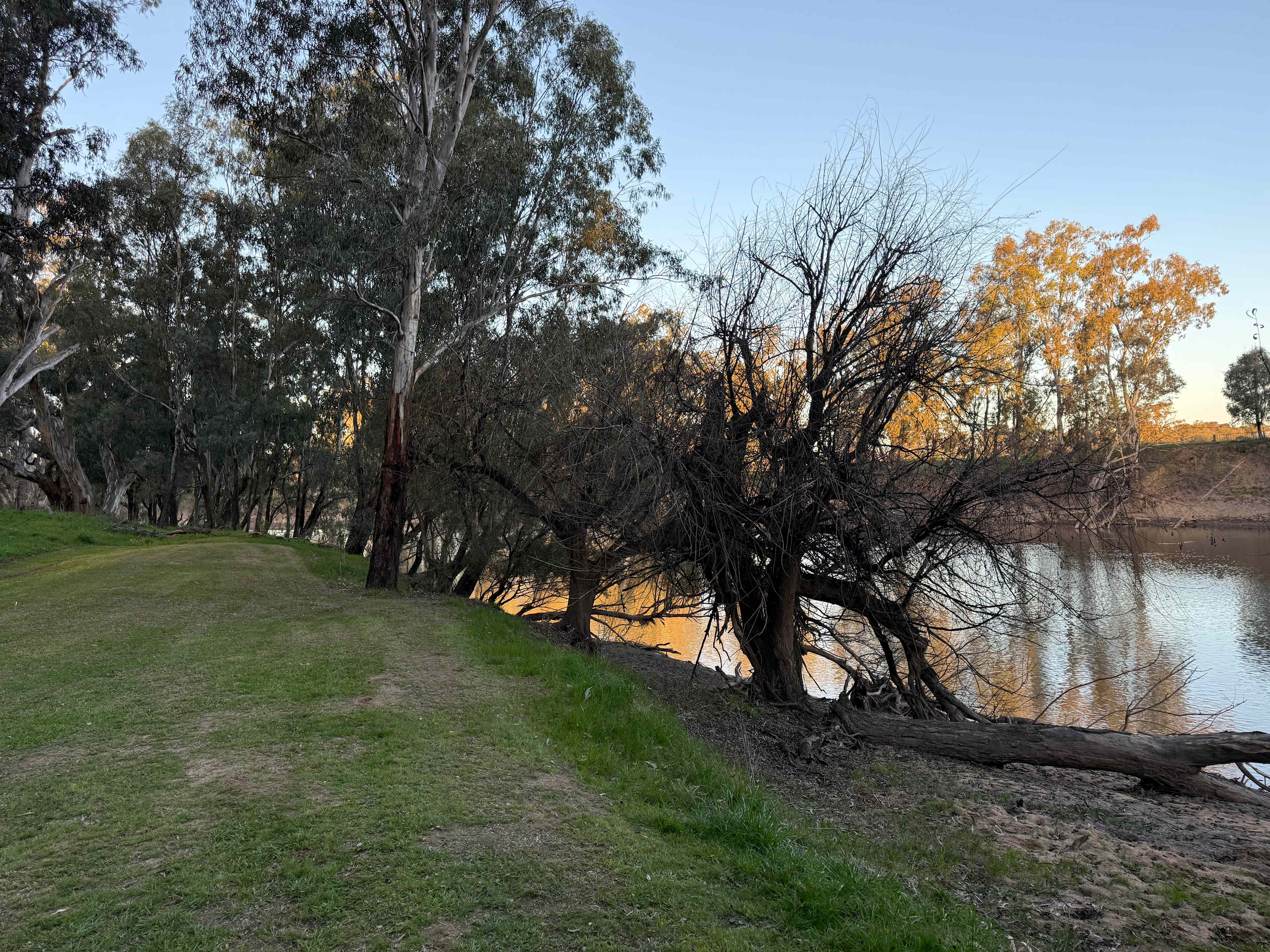 Palm Cove On The Murrumbidgee