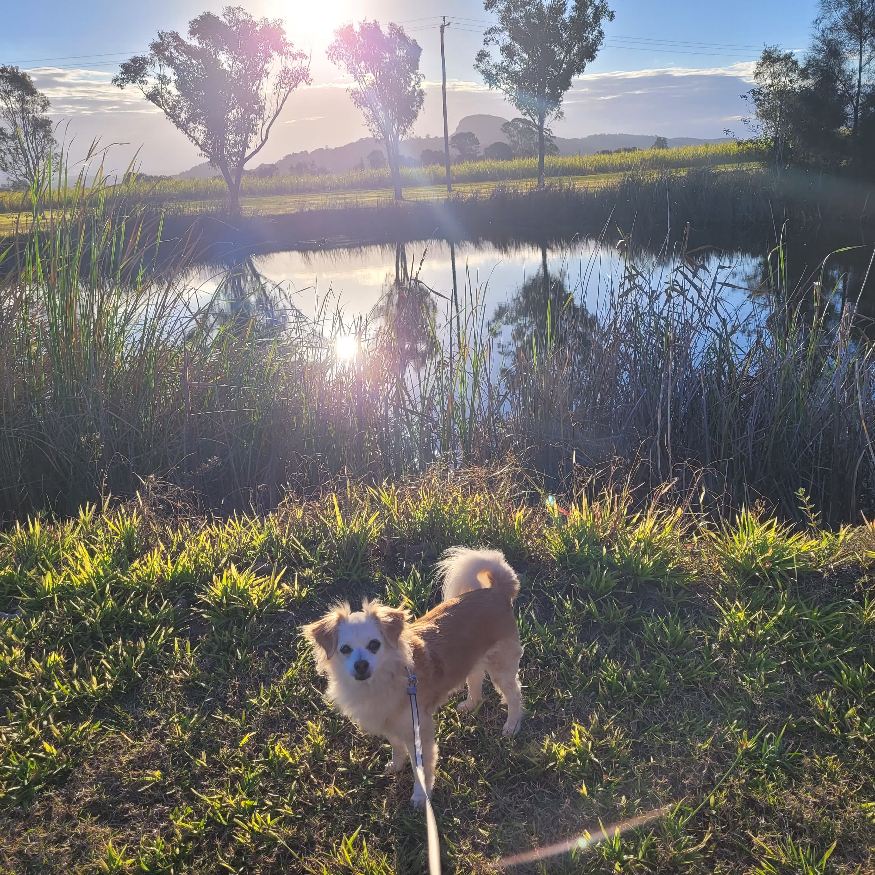 Our girl enjoying her walk