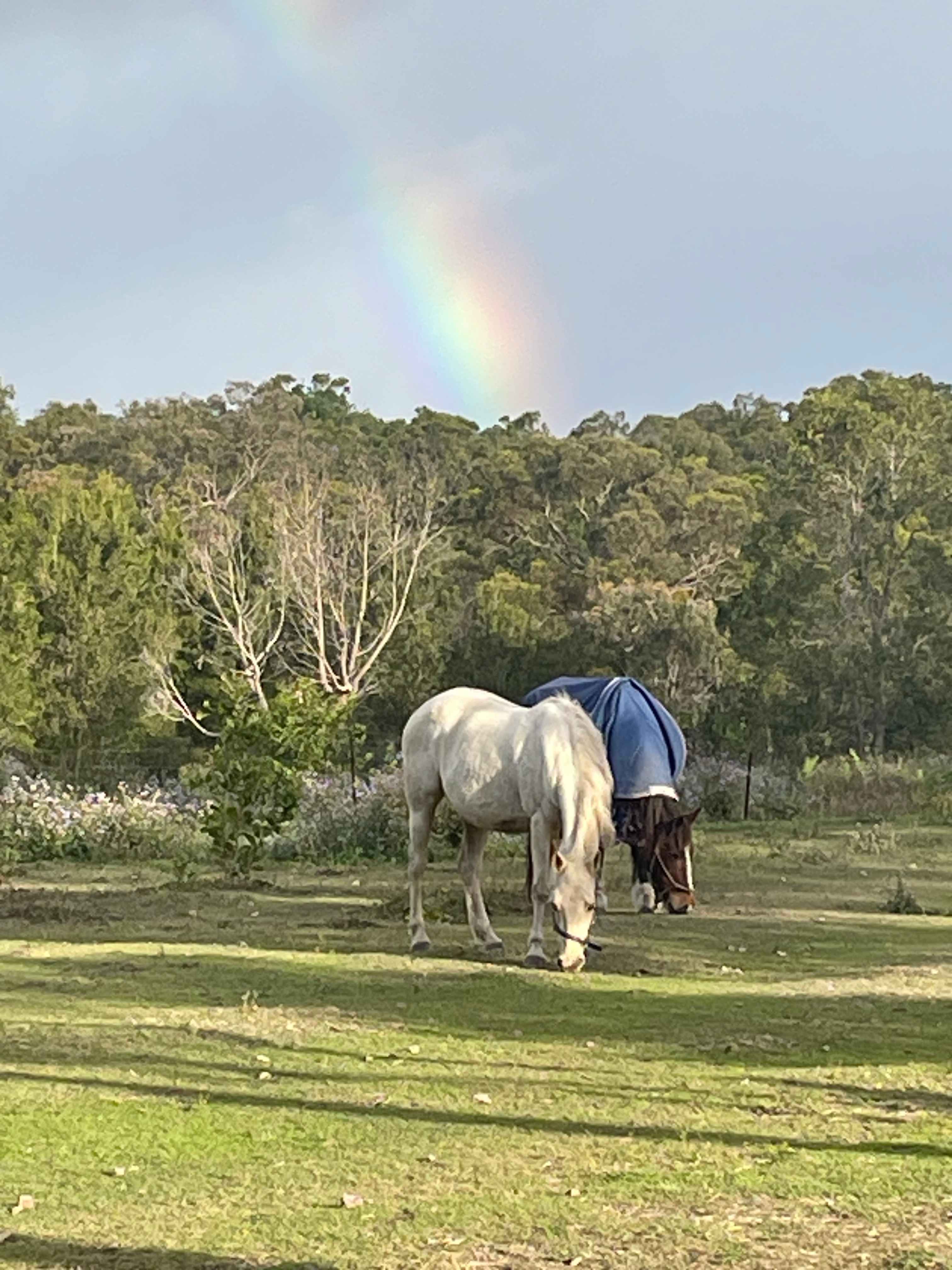 🌈🦄