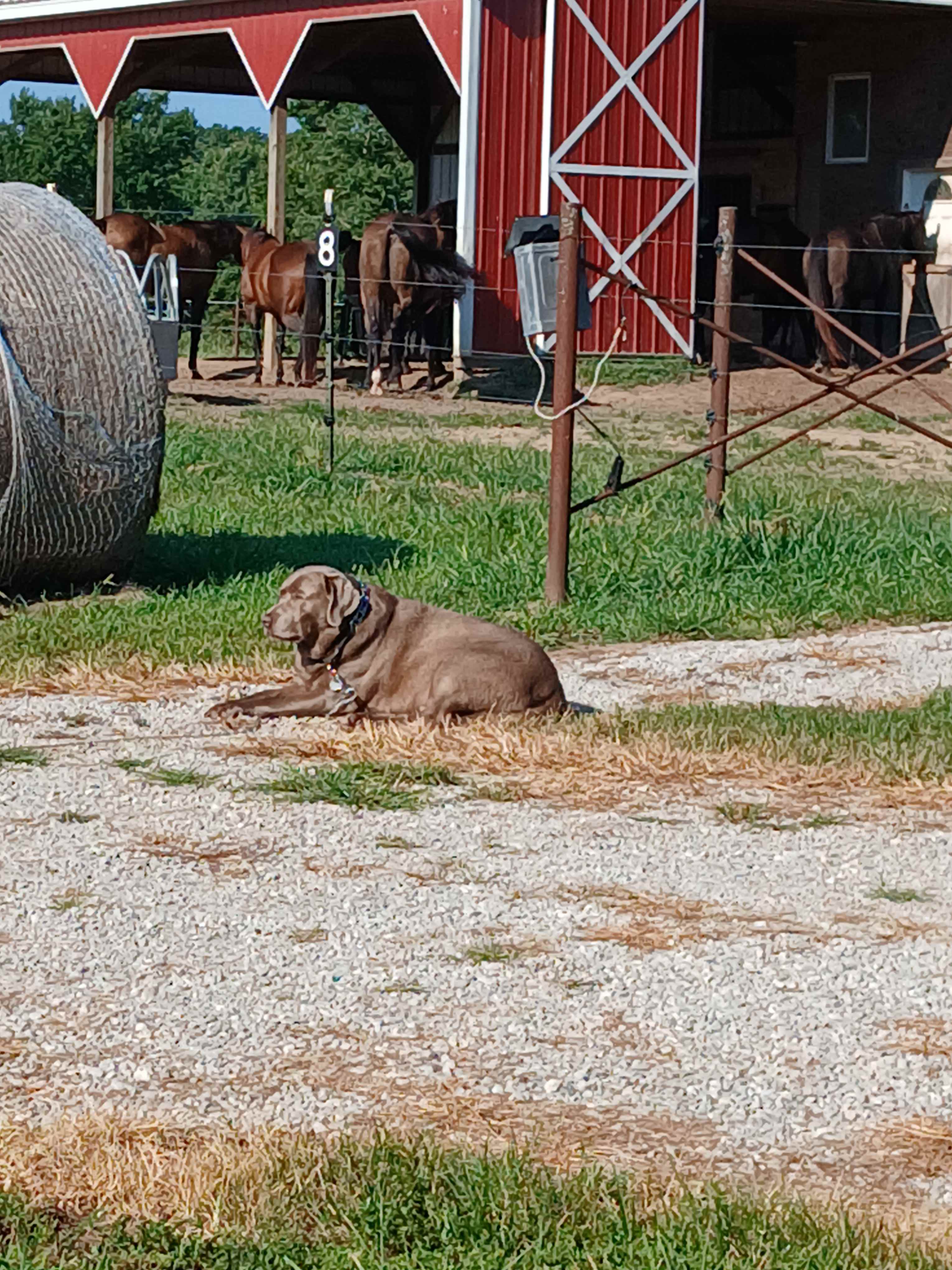 Selby Farm Camping