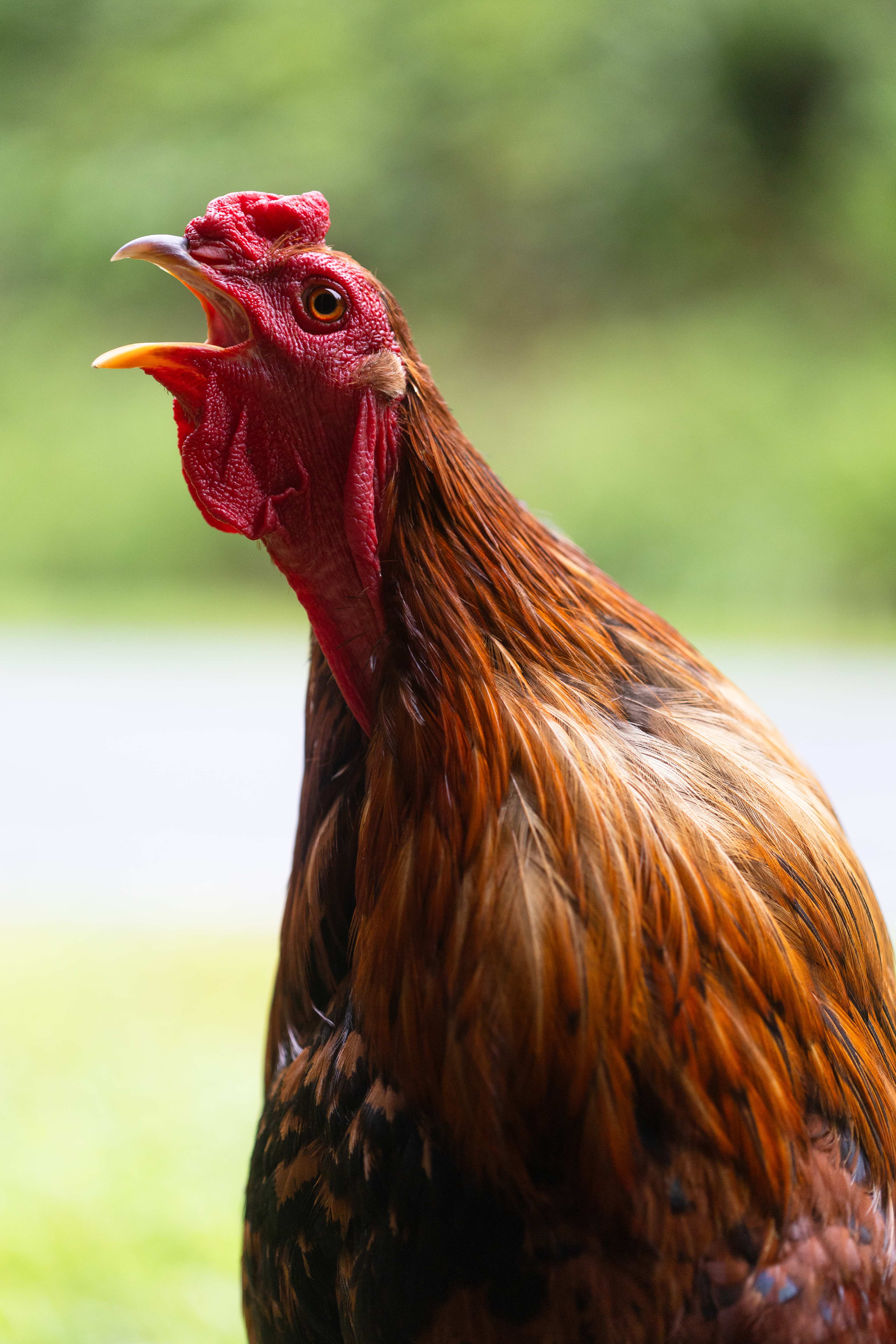 Rooster, the rooster!