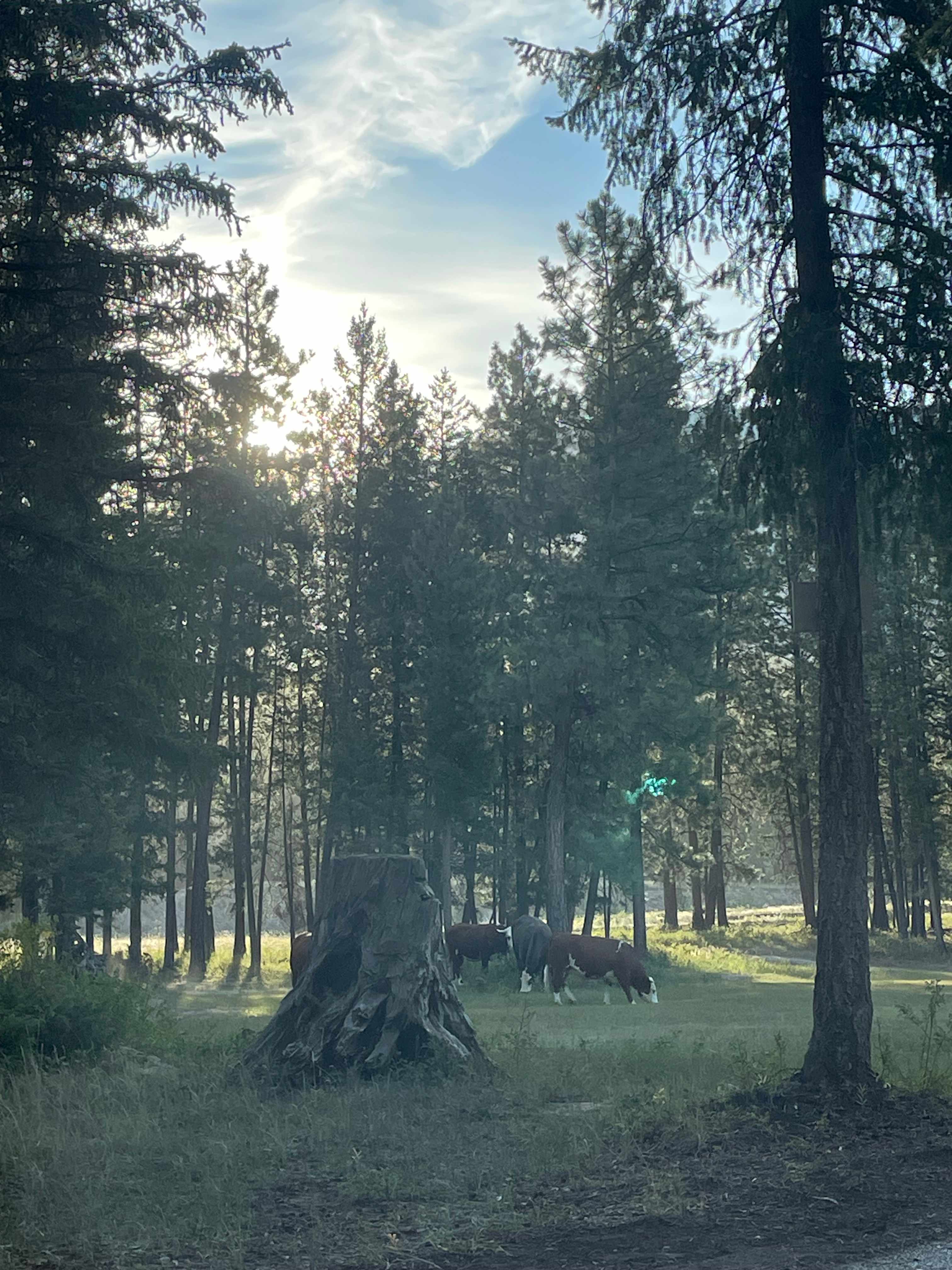 Blacksmith Landing Eco Camp
