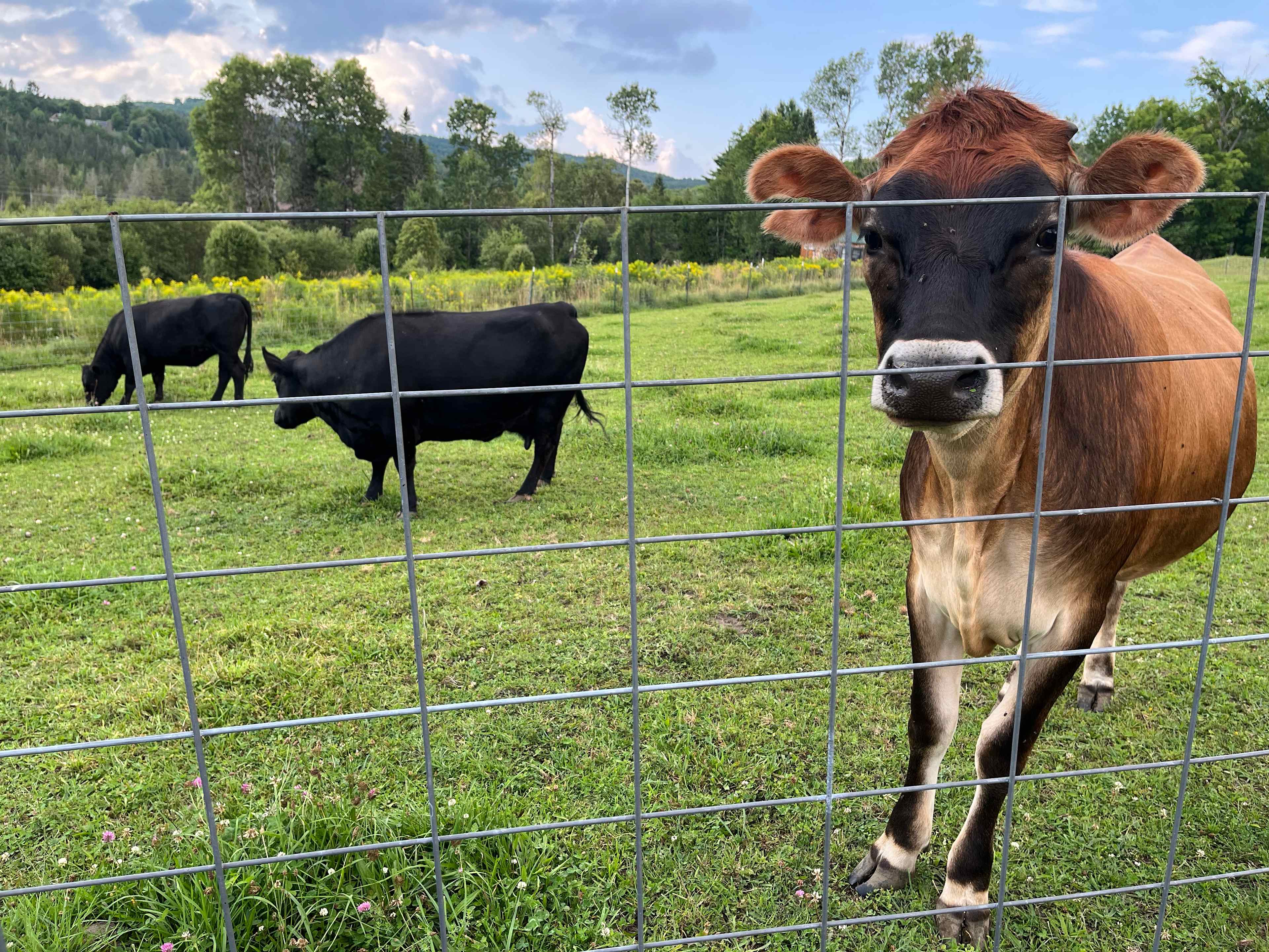 Broadfork Farmstead