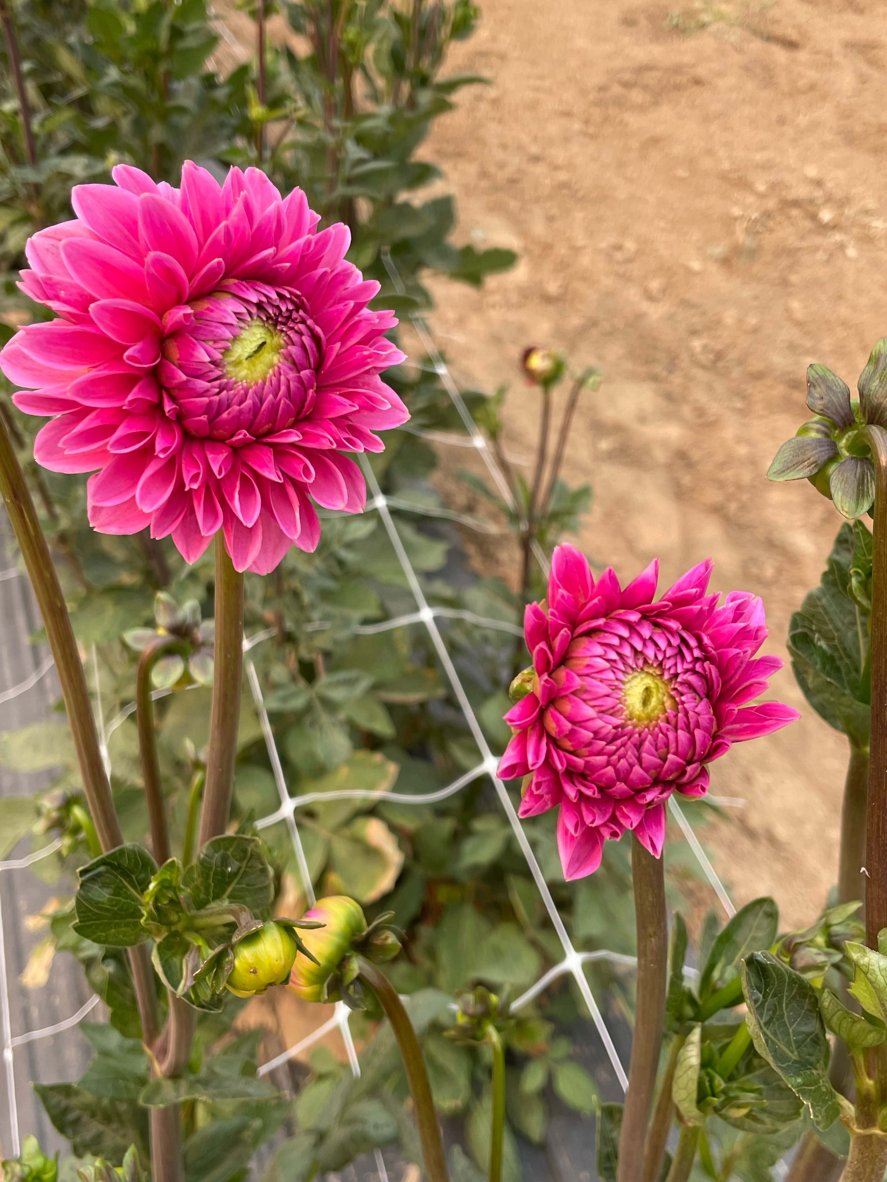 Hidden Acres Orchards