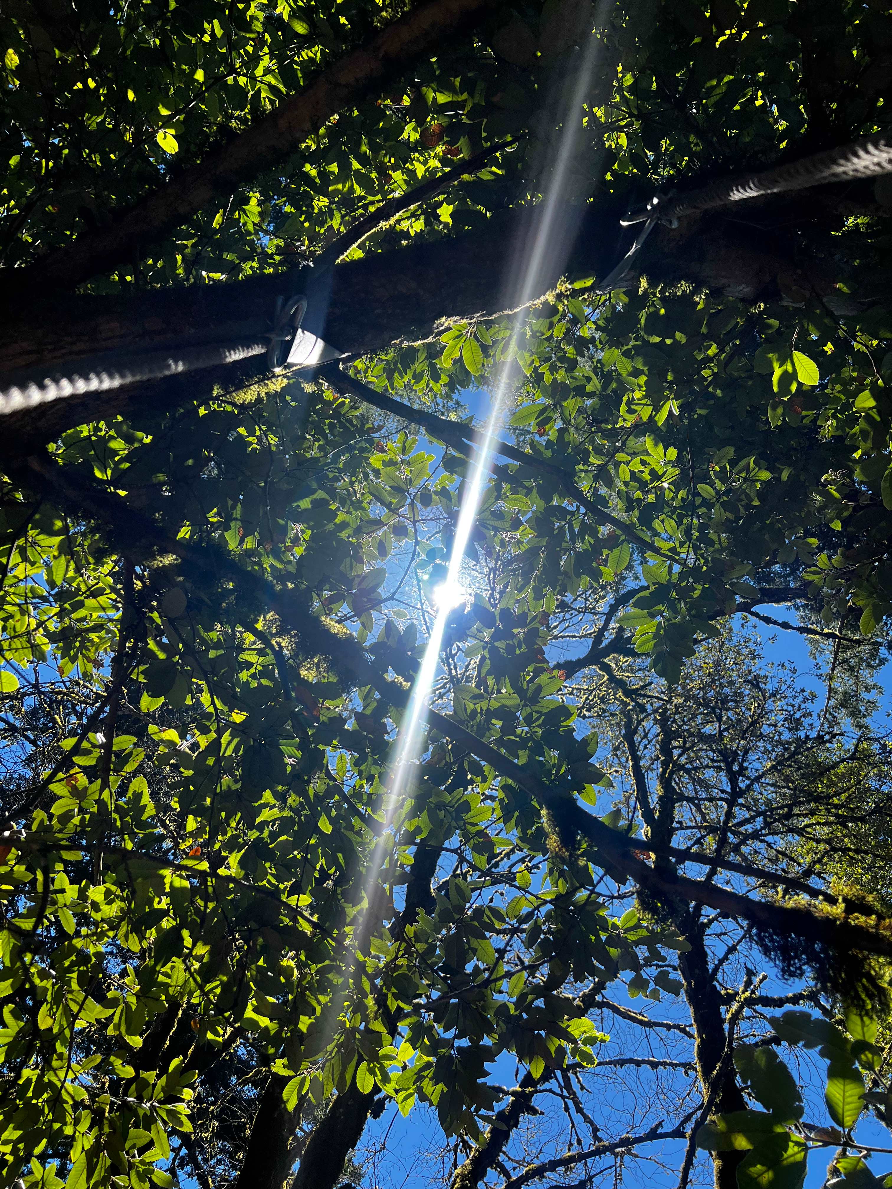 View from the hammock