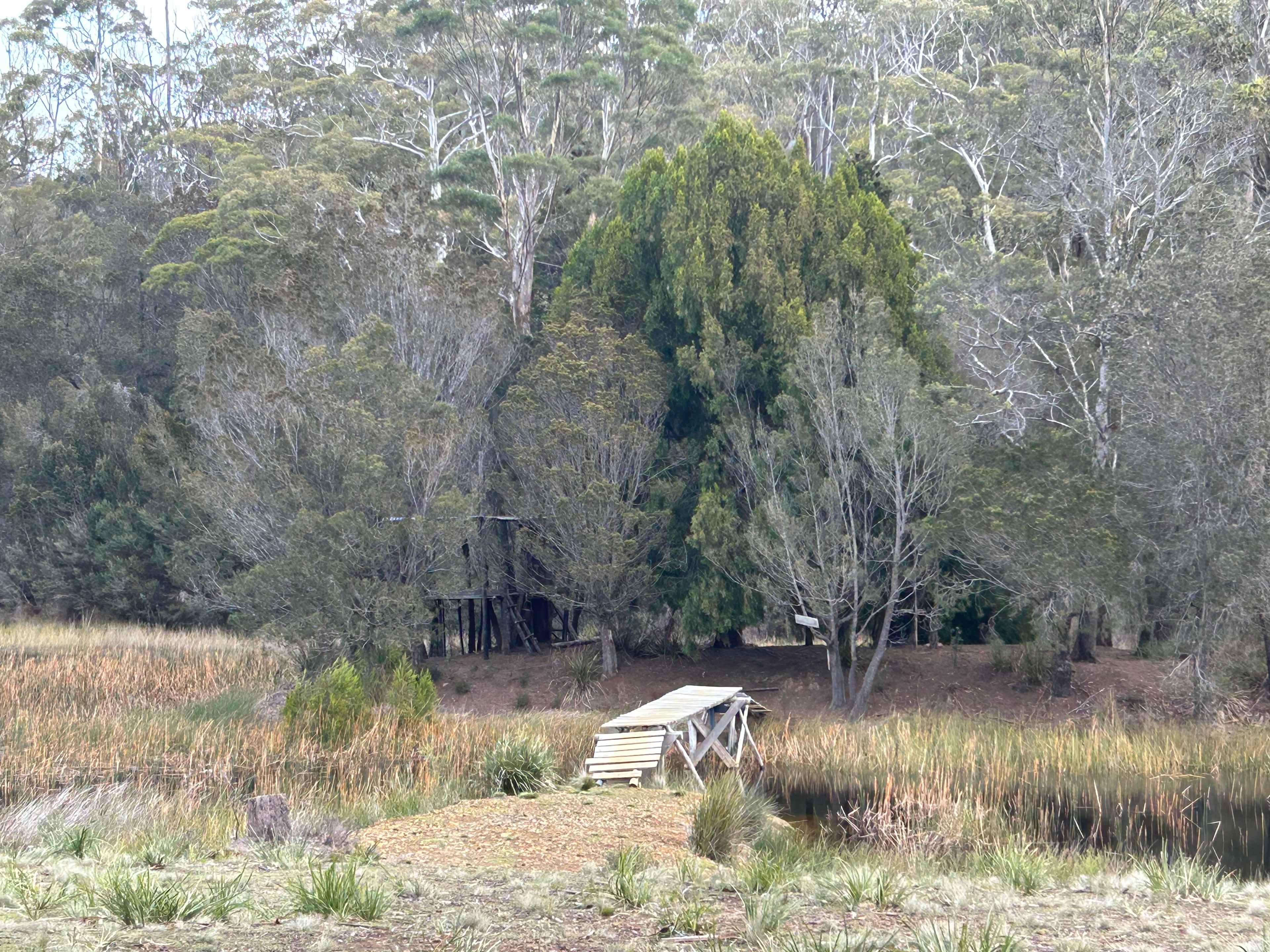 Bicheno Pine Ridge