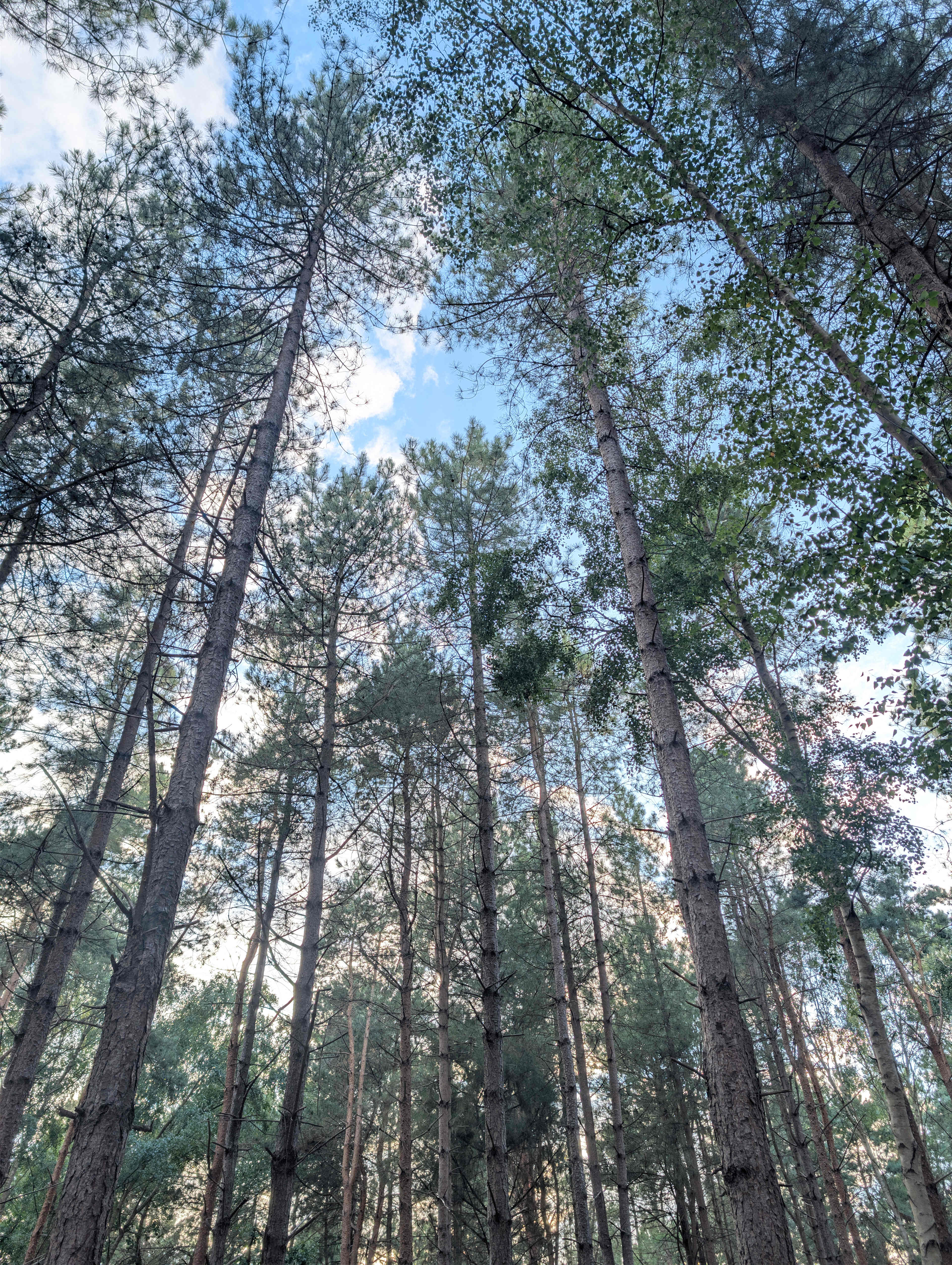 Holistic Woods Wild Campsite