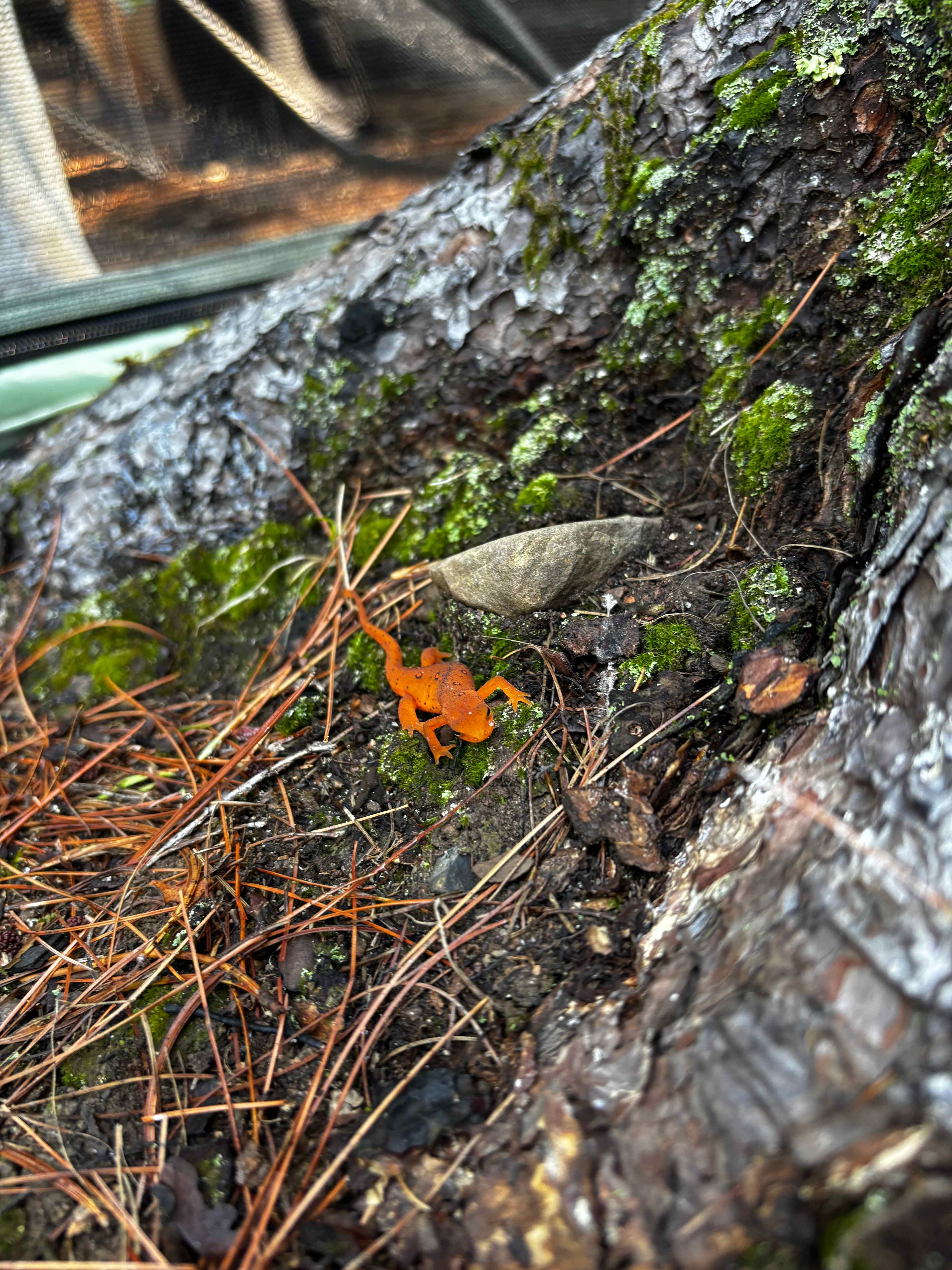 Cool eastern newt!!!