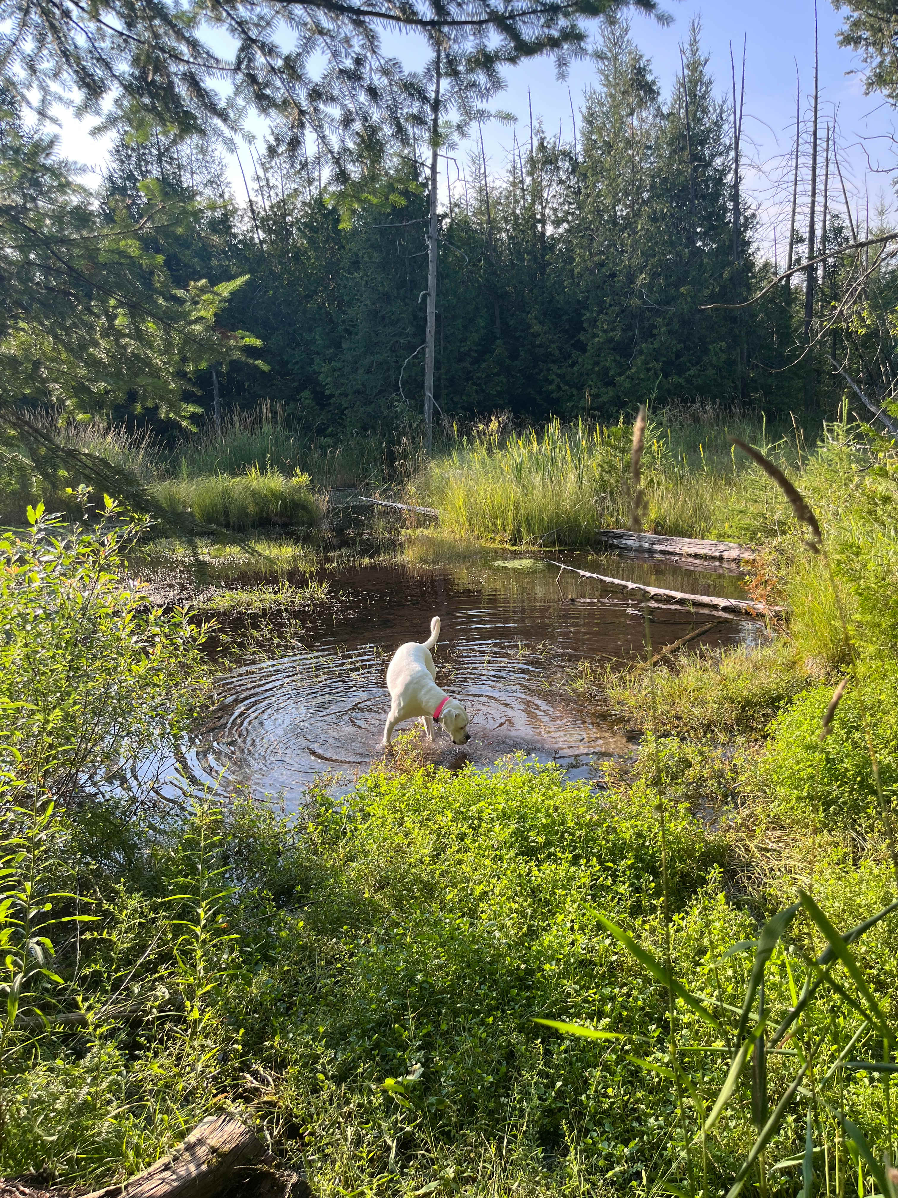 Bubbling brook campsite 