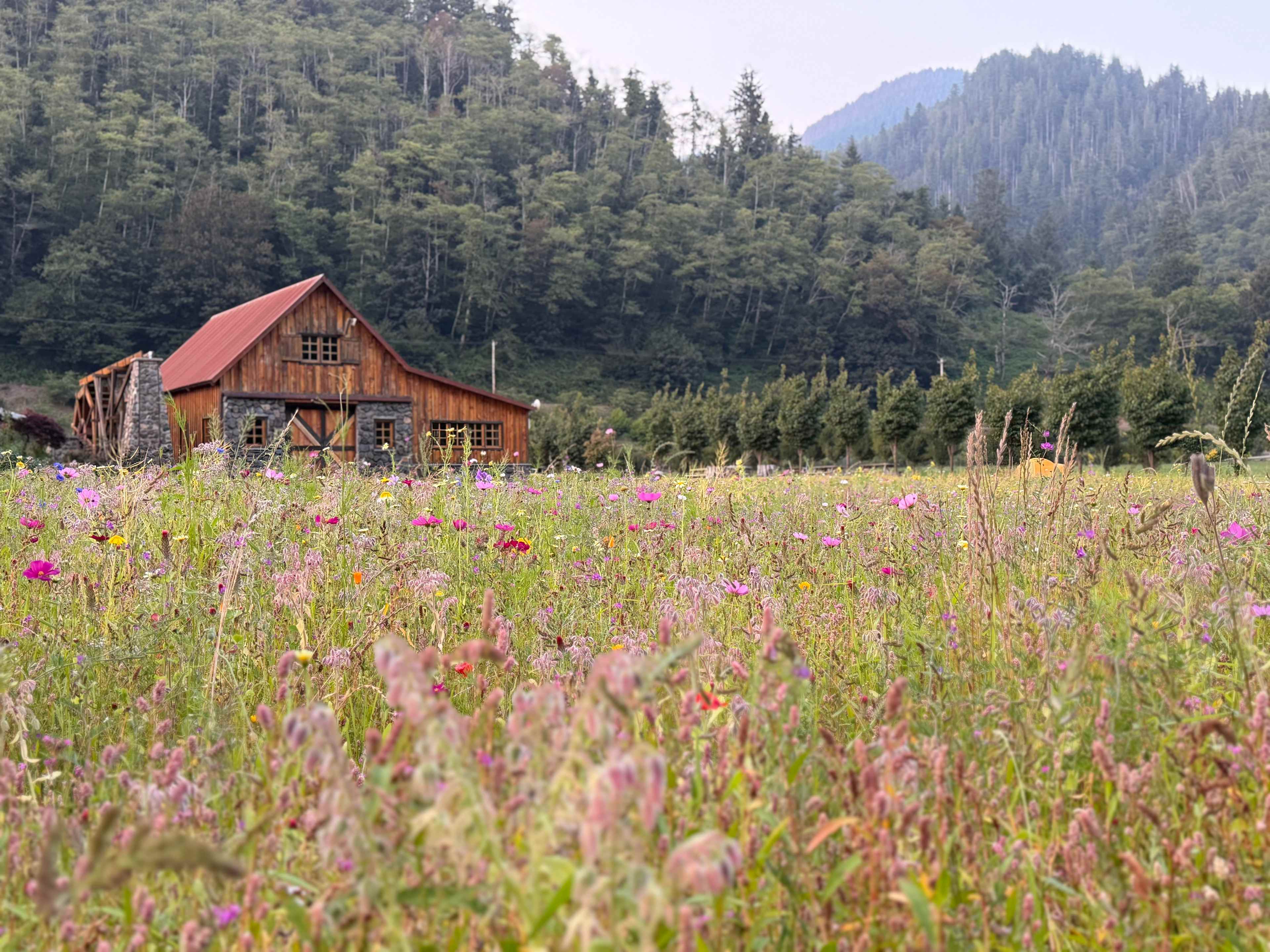 The Hydrangea Ranch