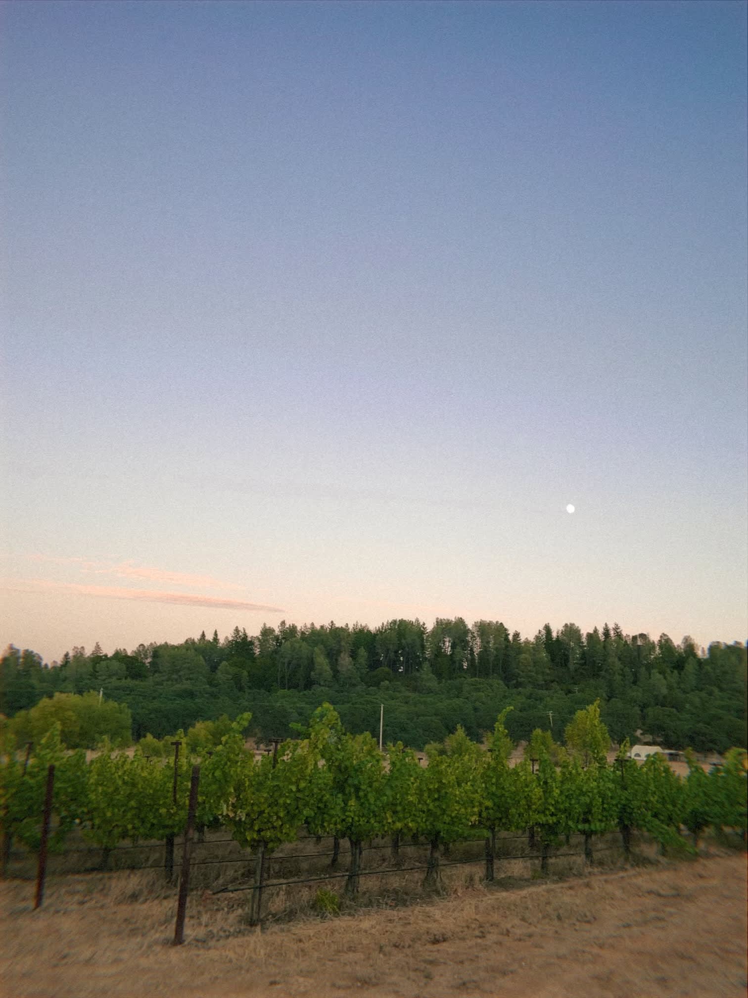Vineyard Camping at Bad Rat Ranch