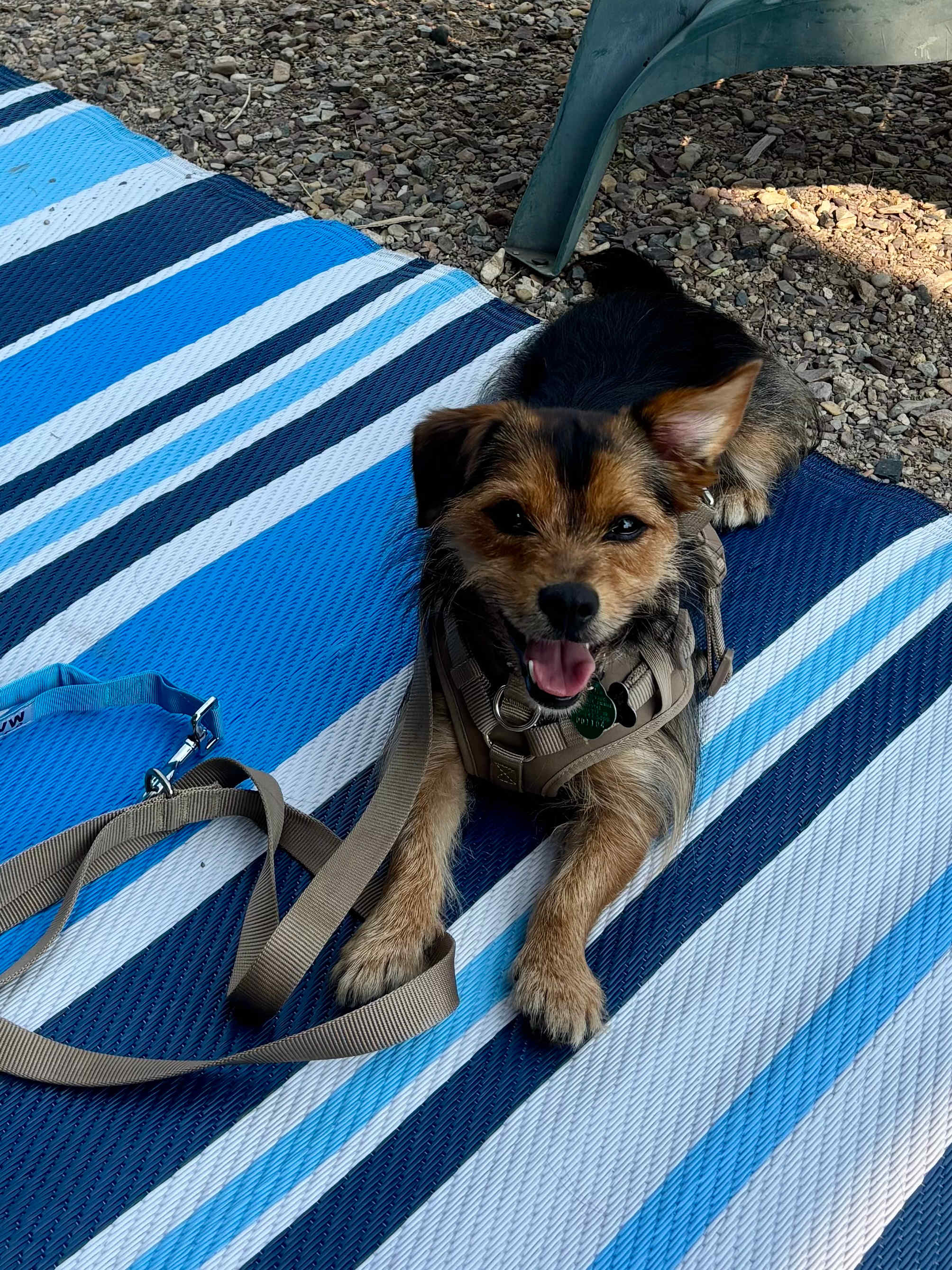 Dog approved! 