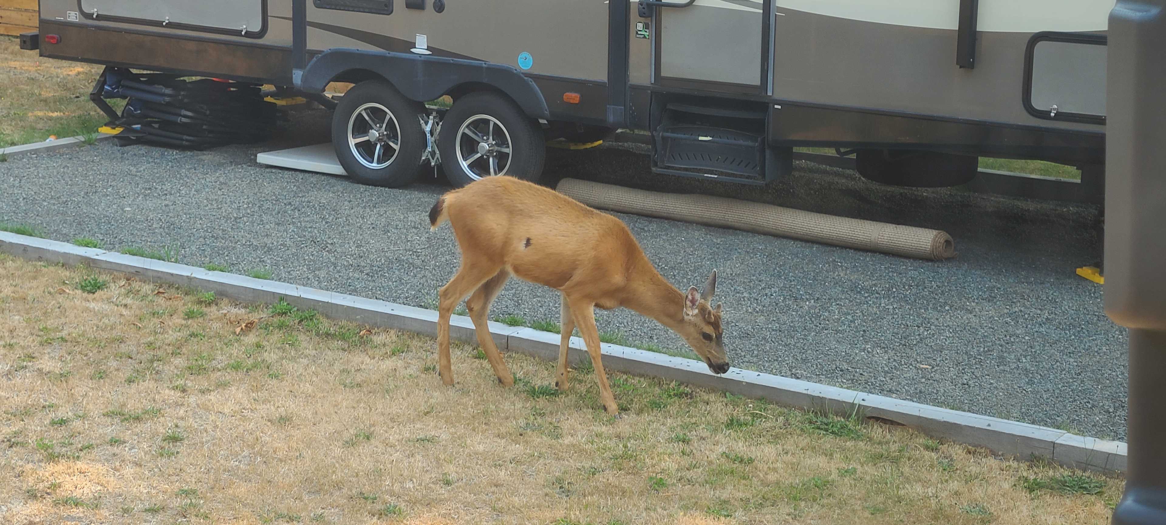 Packwood Town RV Sites