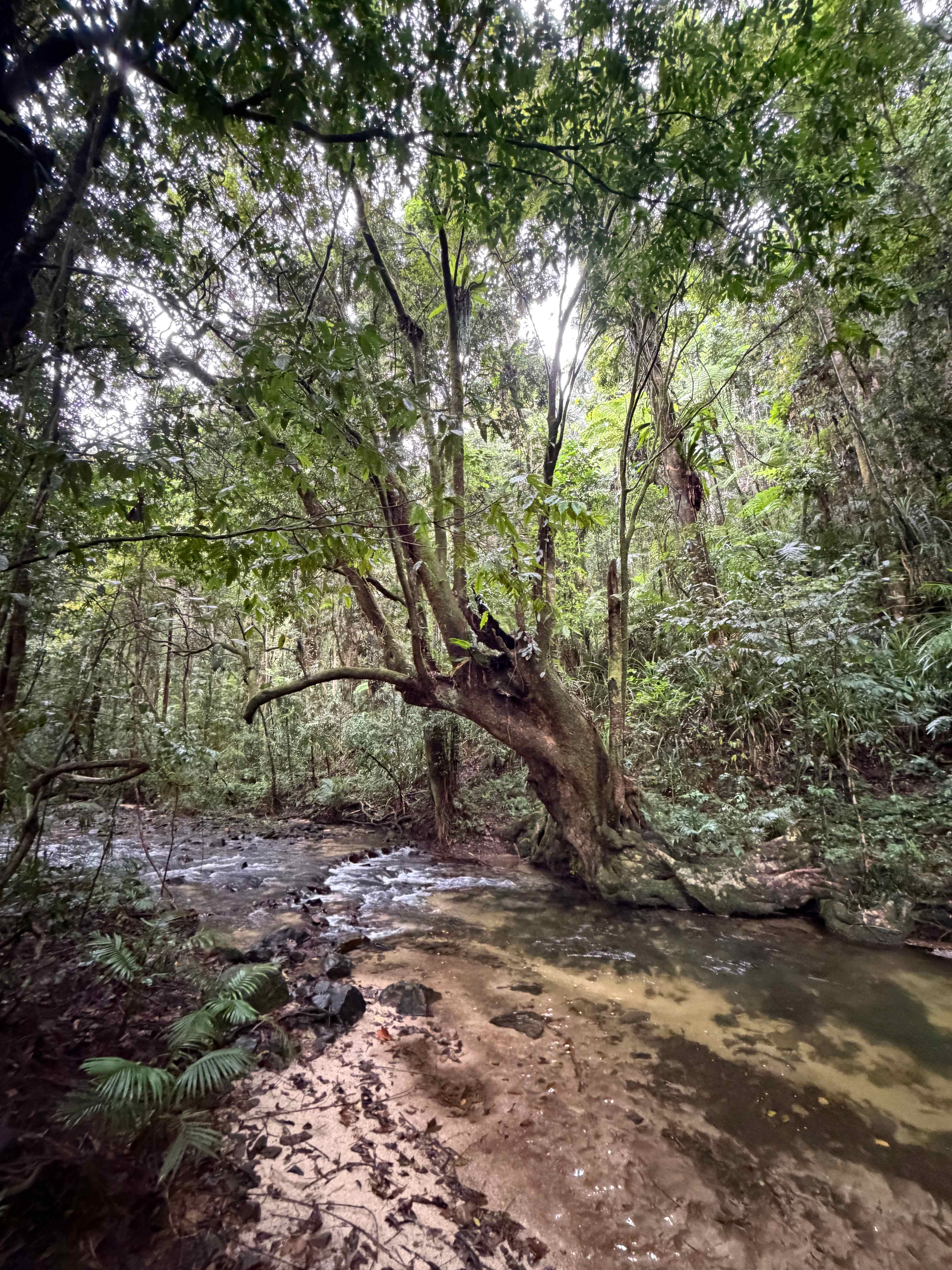 The rapids flowing into the main swimming hole.