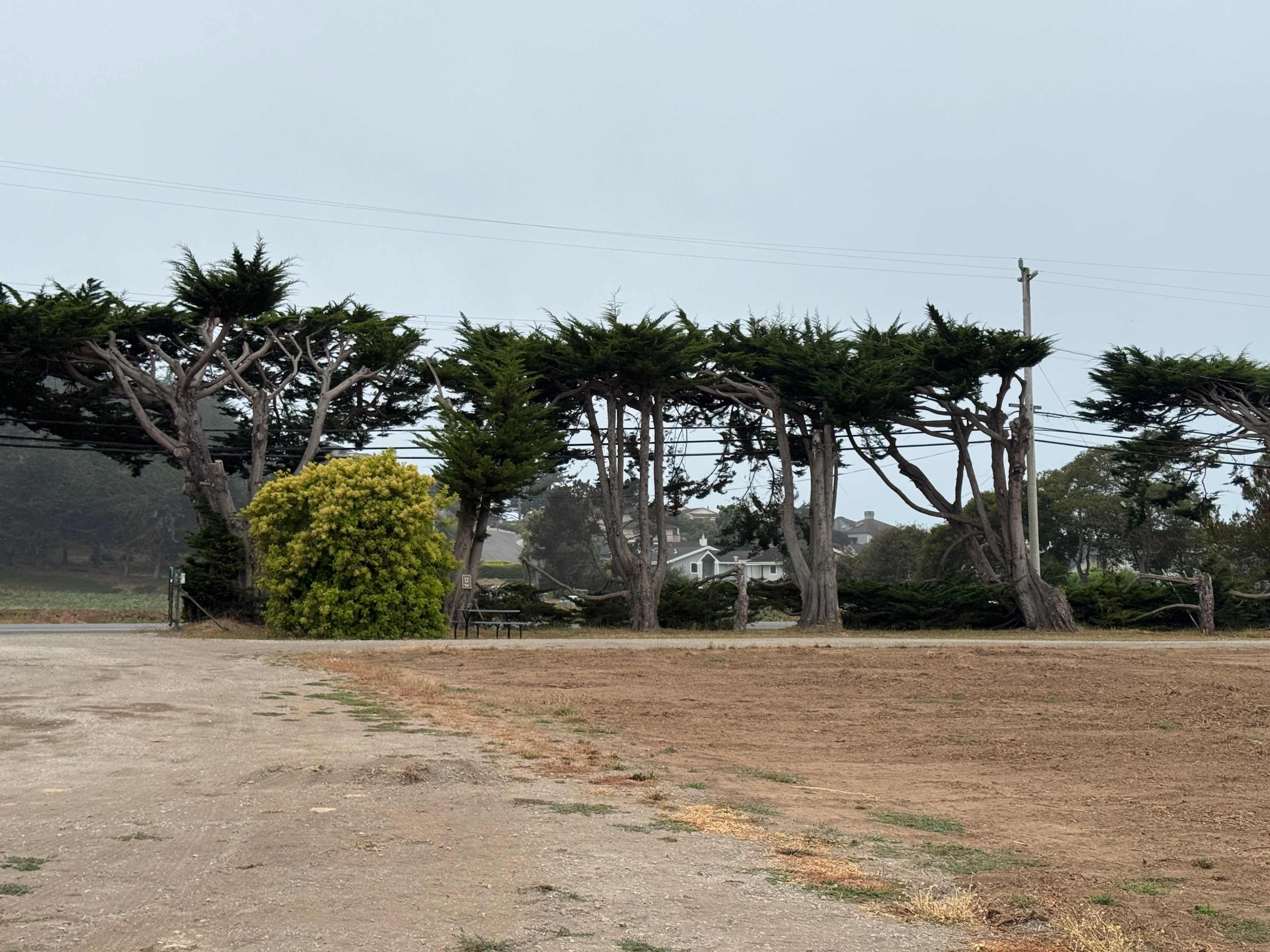 Driveway and trees by the road