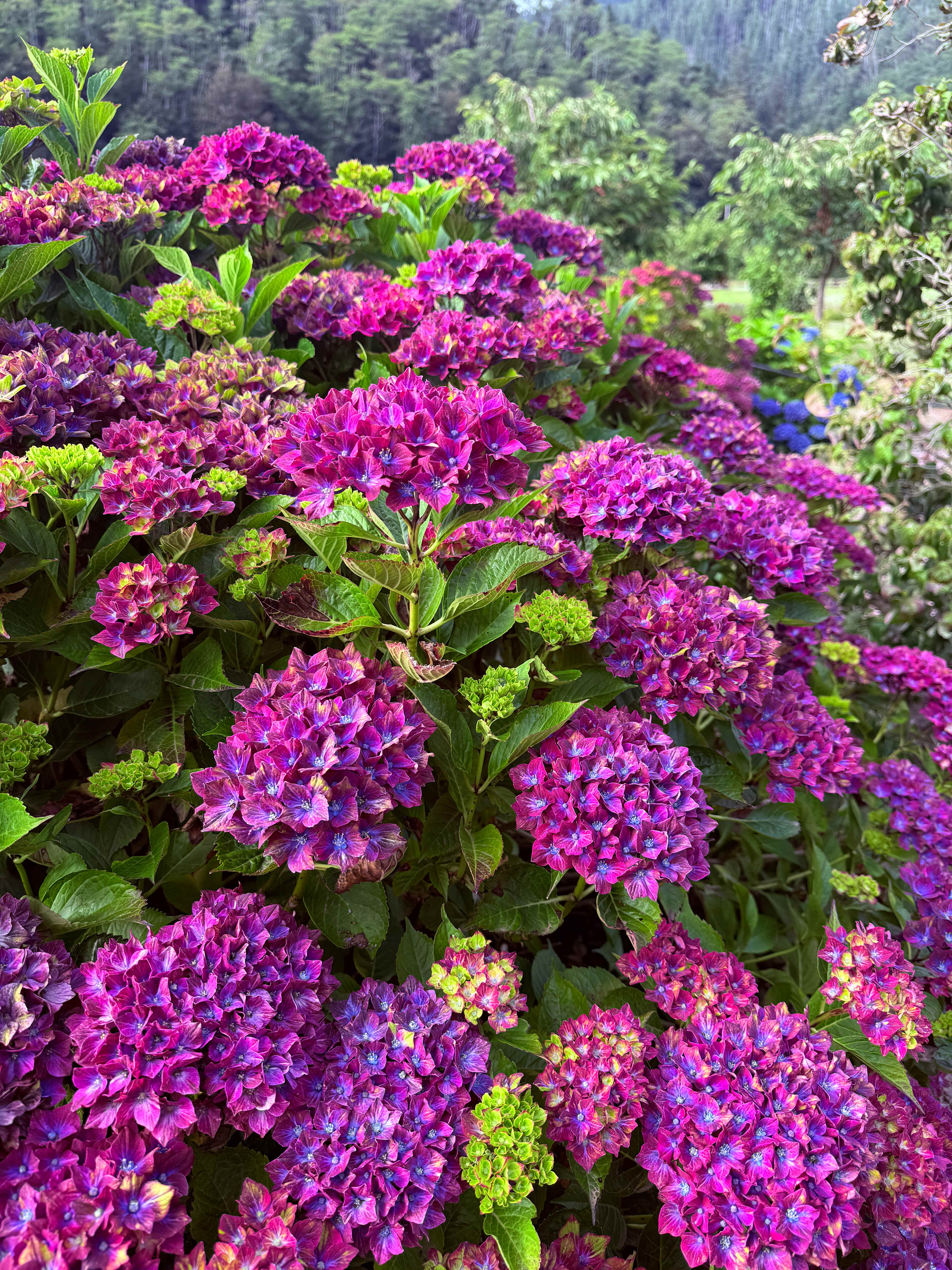 The Hydrangea Ranch