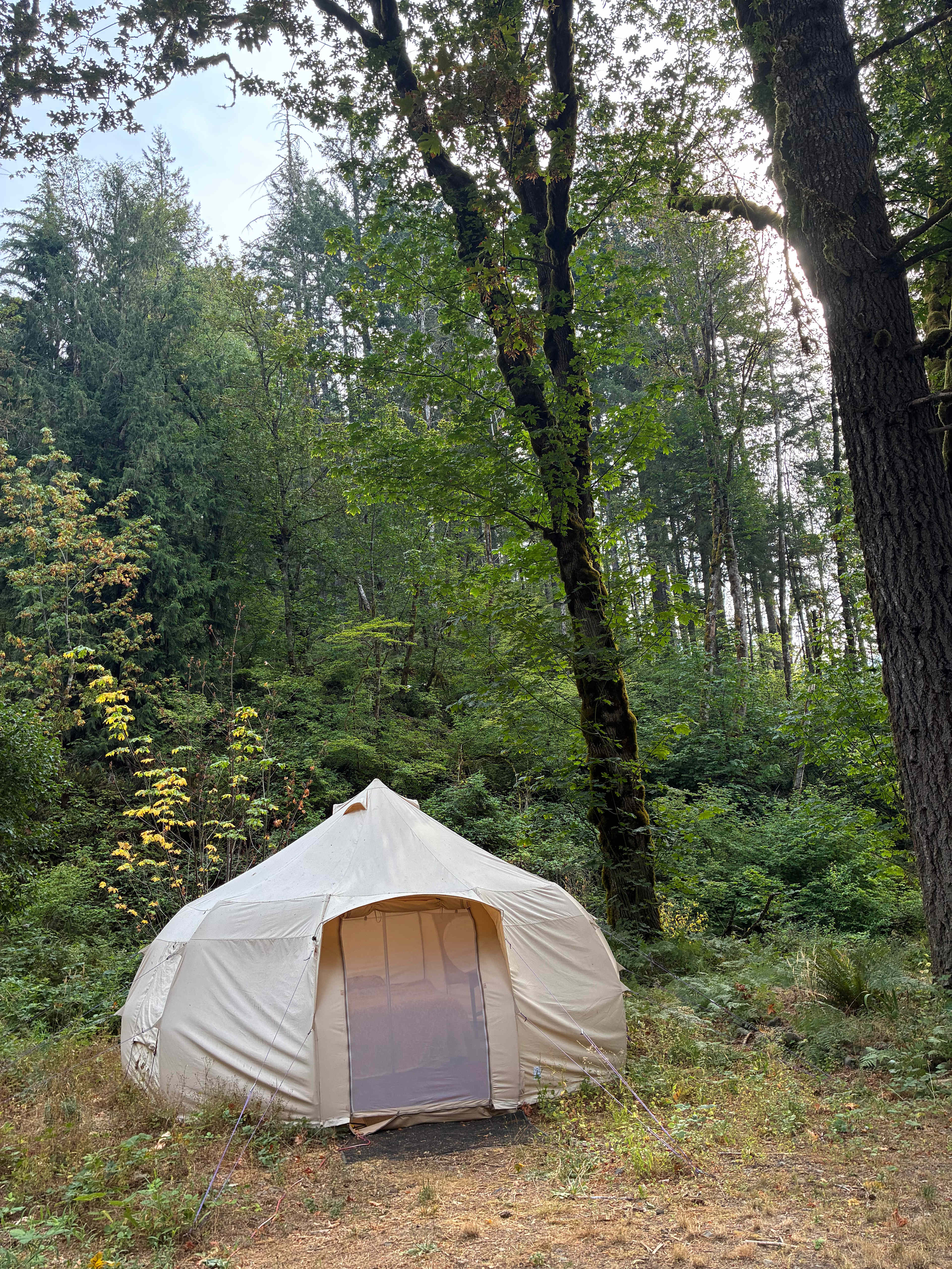 The sun tent nestled among the Doug firs and Maples