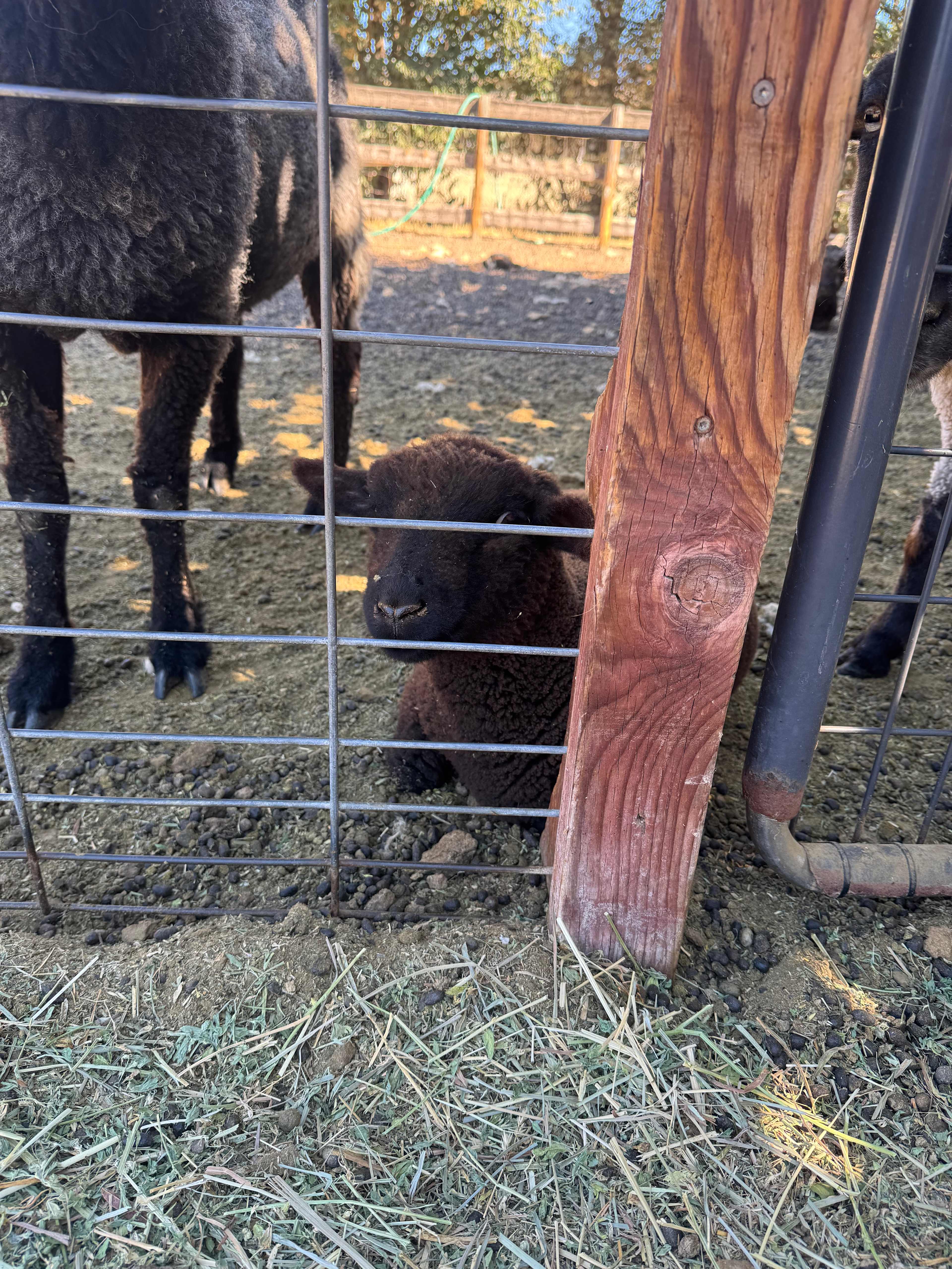 Windsor Family Farm