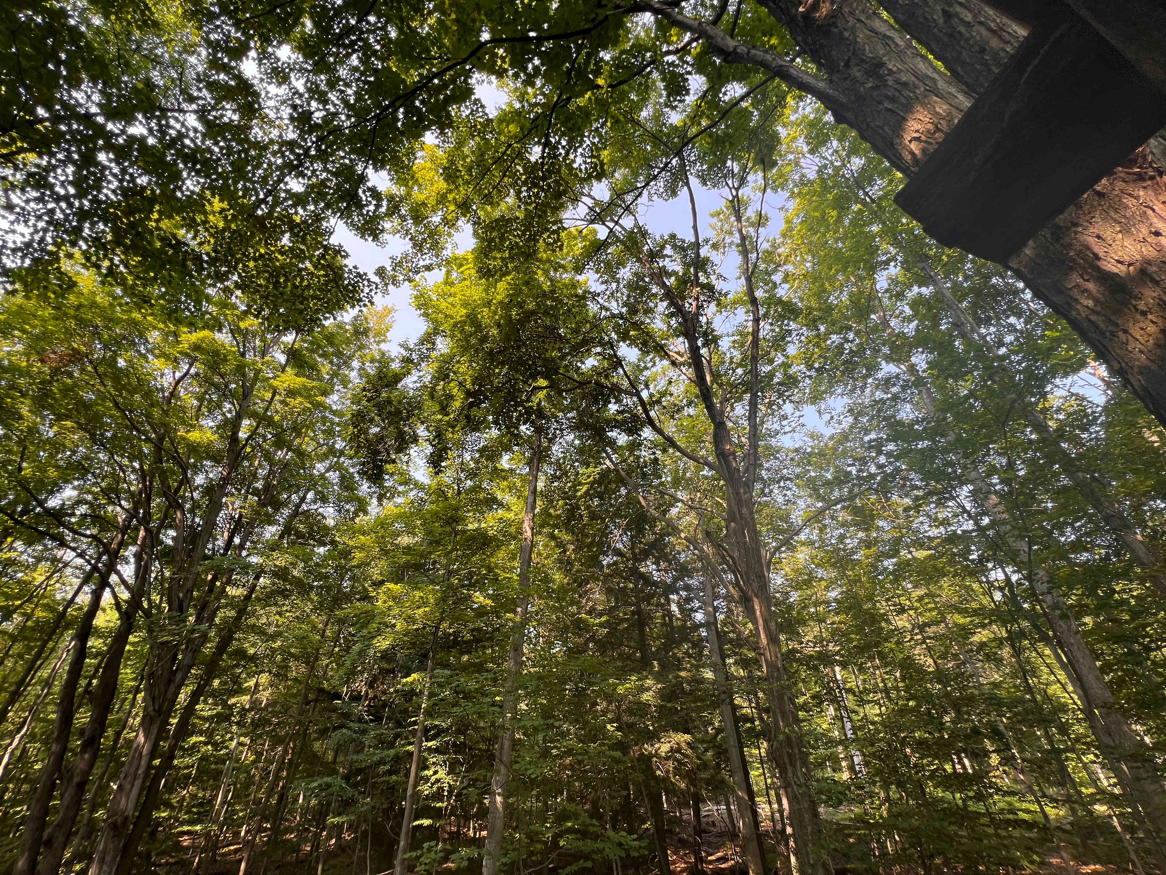 Treehouse Convertible A-Frame Cabin