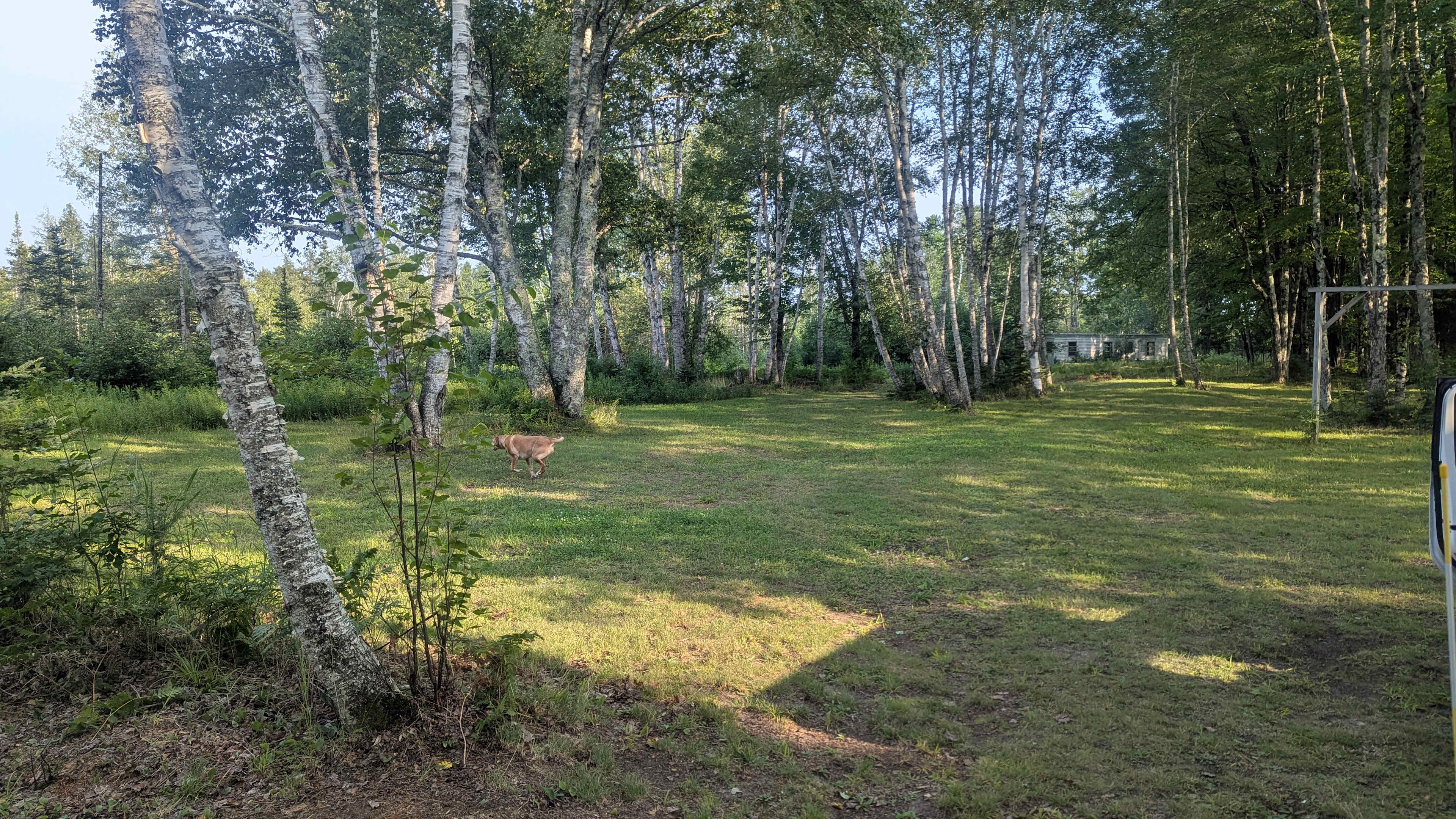 Clearing behind site