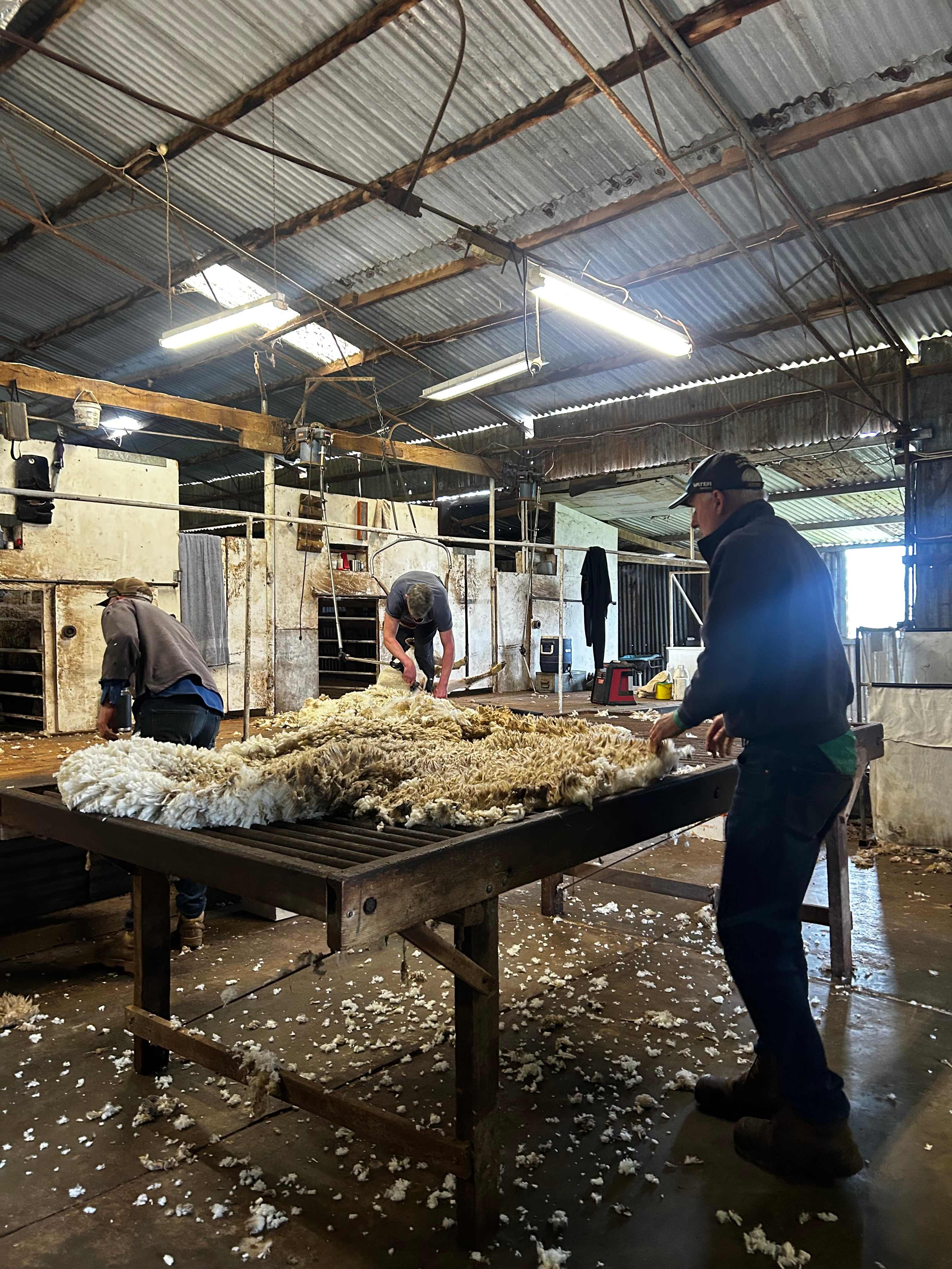 Shearing Shed