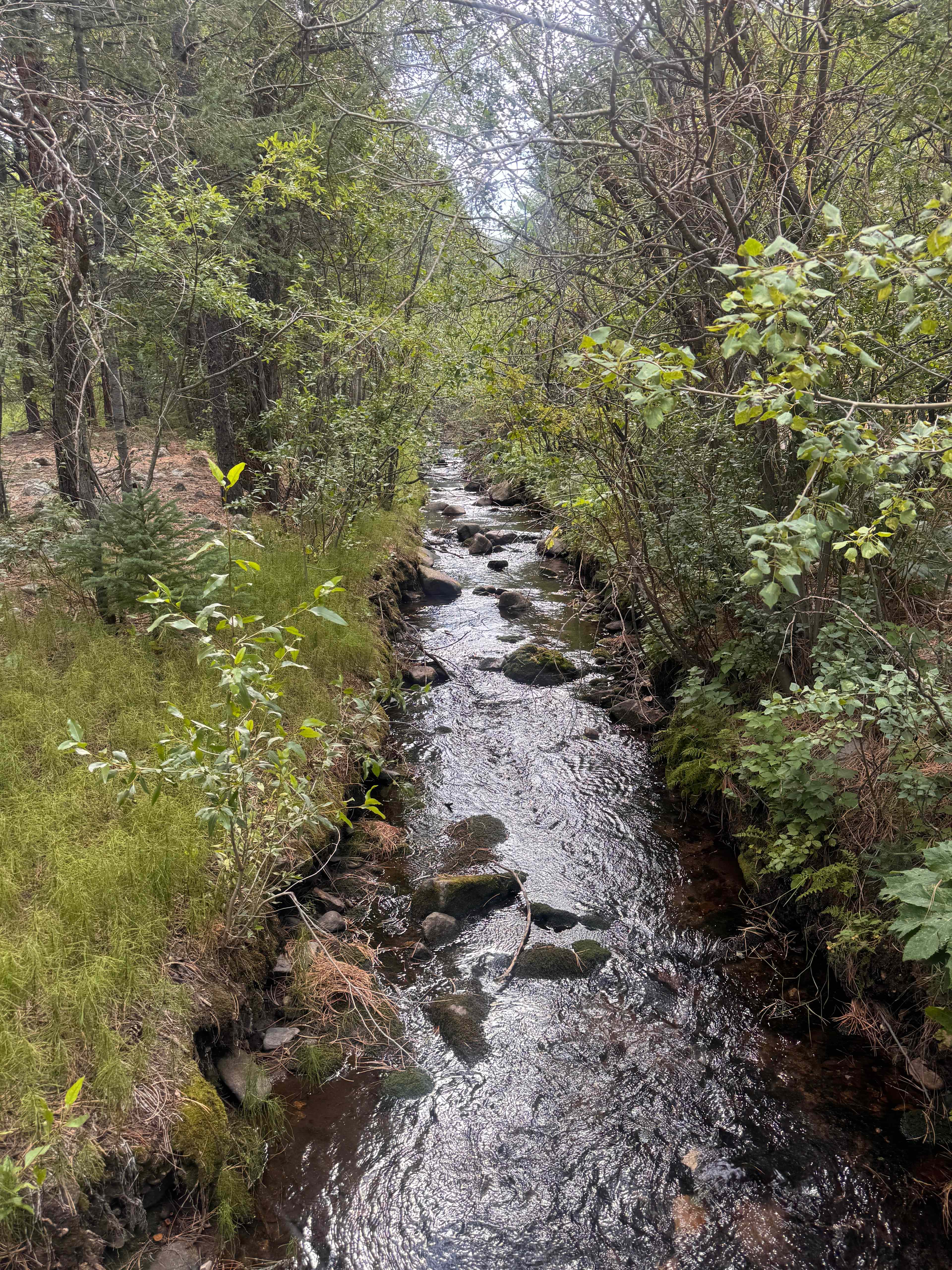 Creekside Paradise