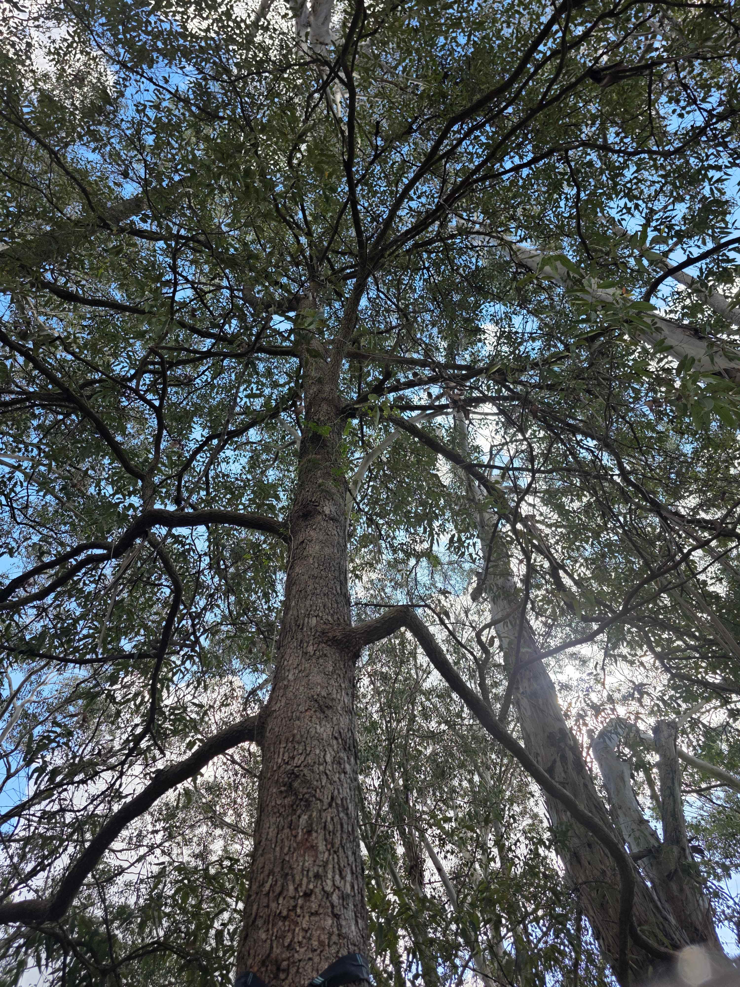 Platypus Creek