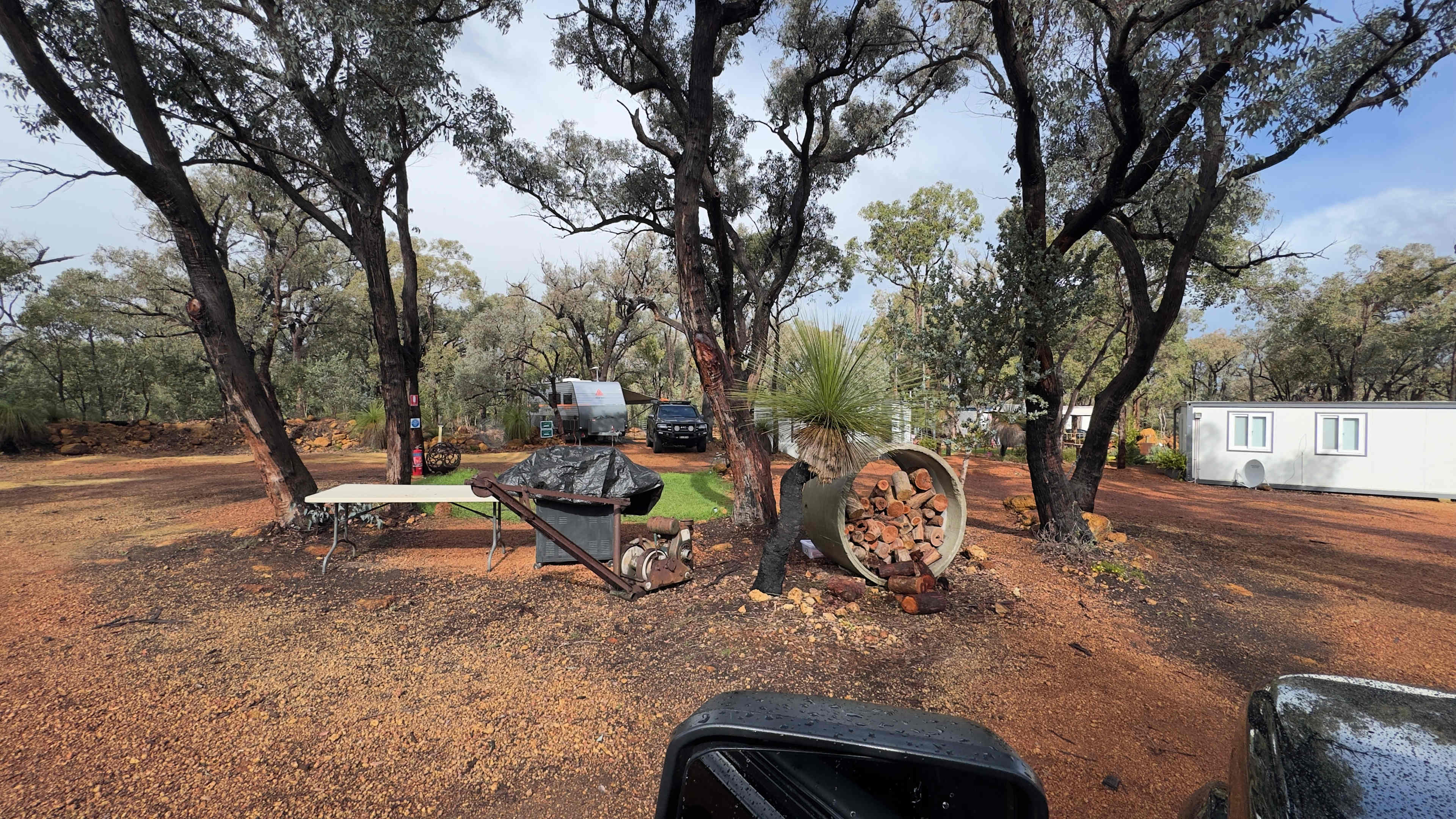 Evergreen Bush Stayz