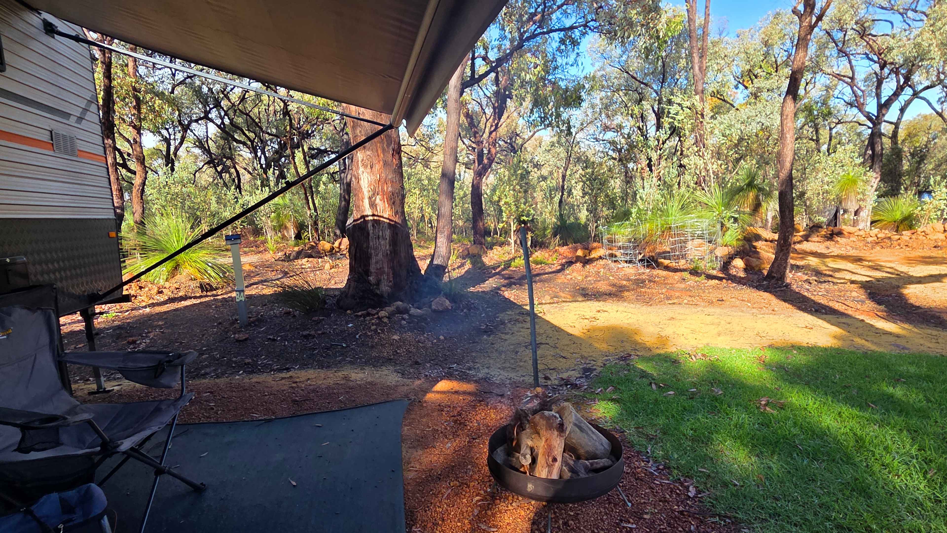 Evergreen Bush Stayz