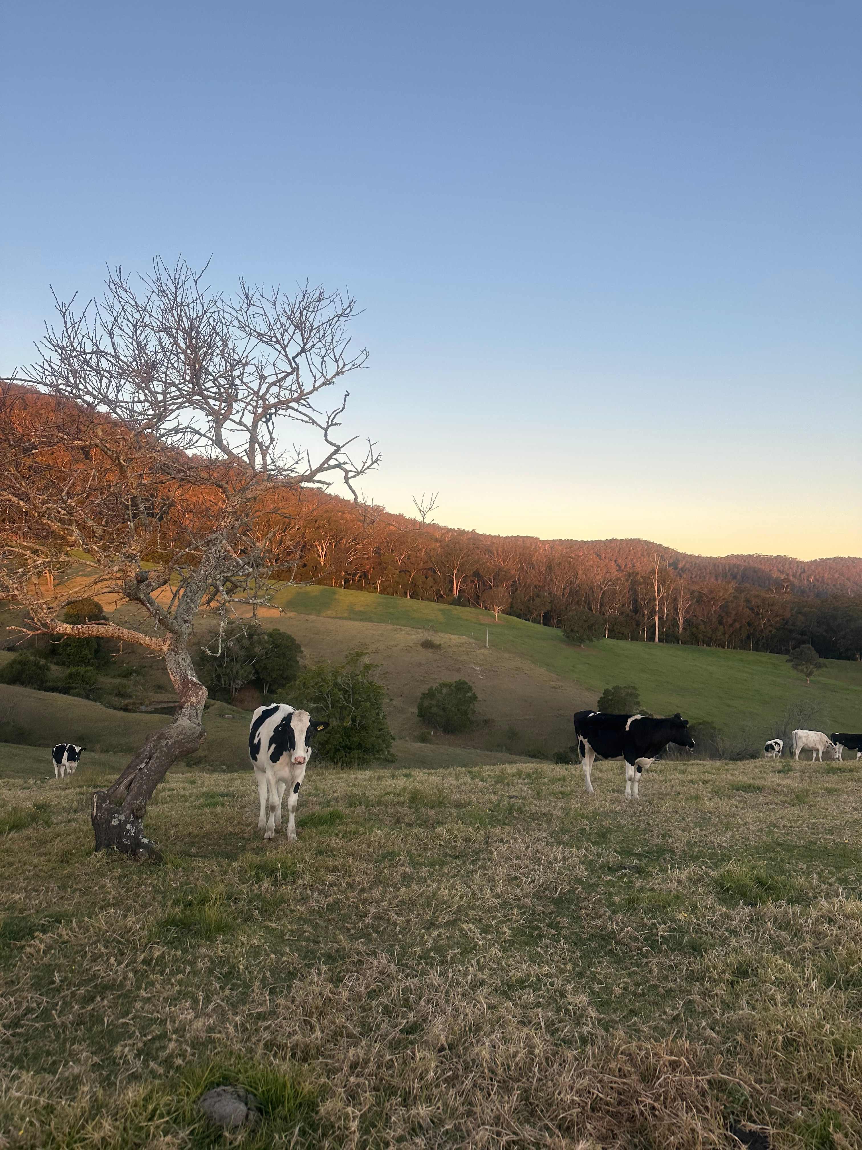 Sapphire Coast Dairy-Homestead