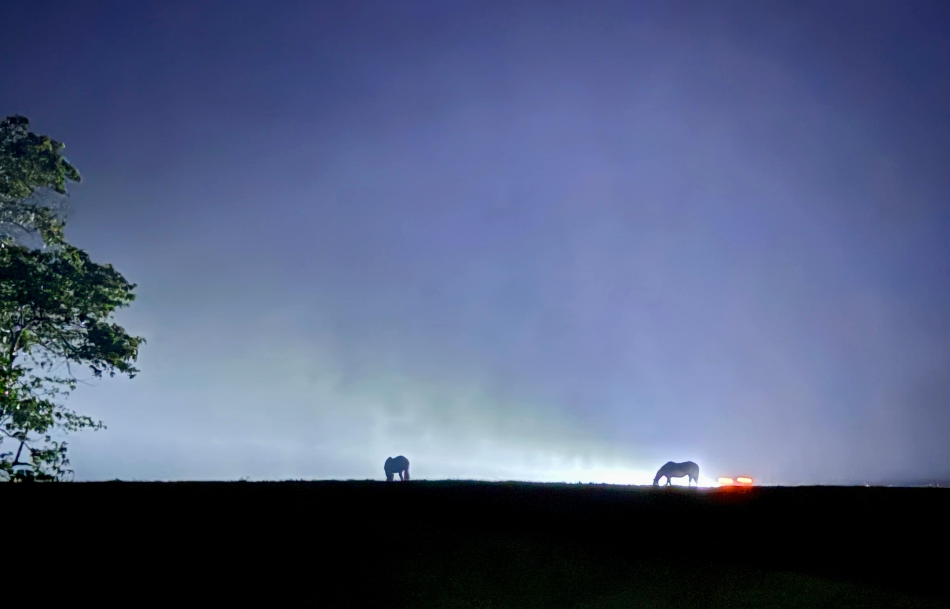 Horses in the headlights 