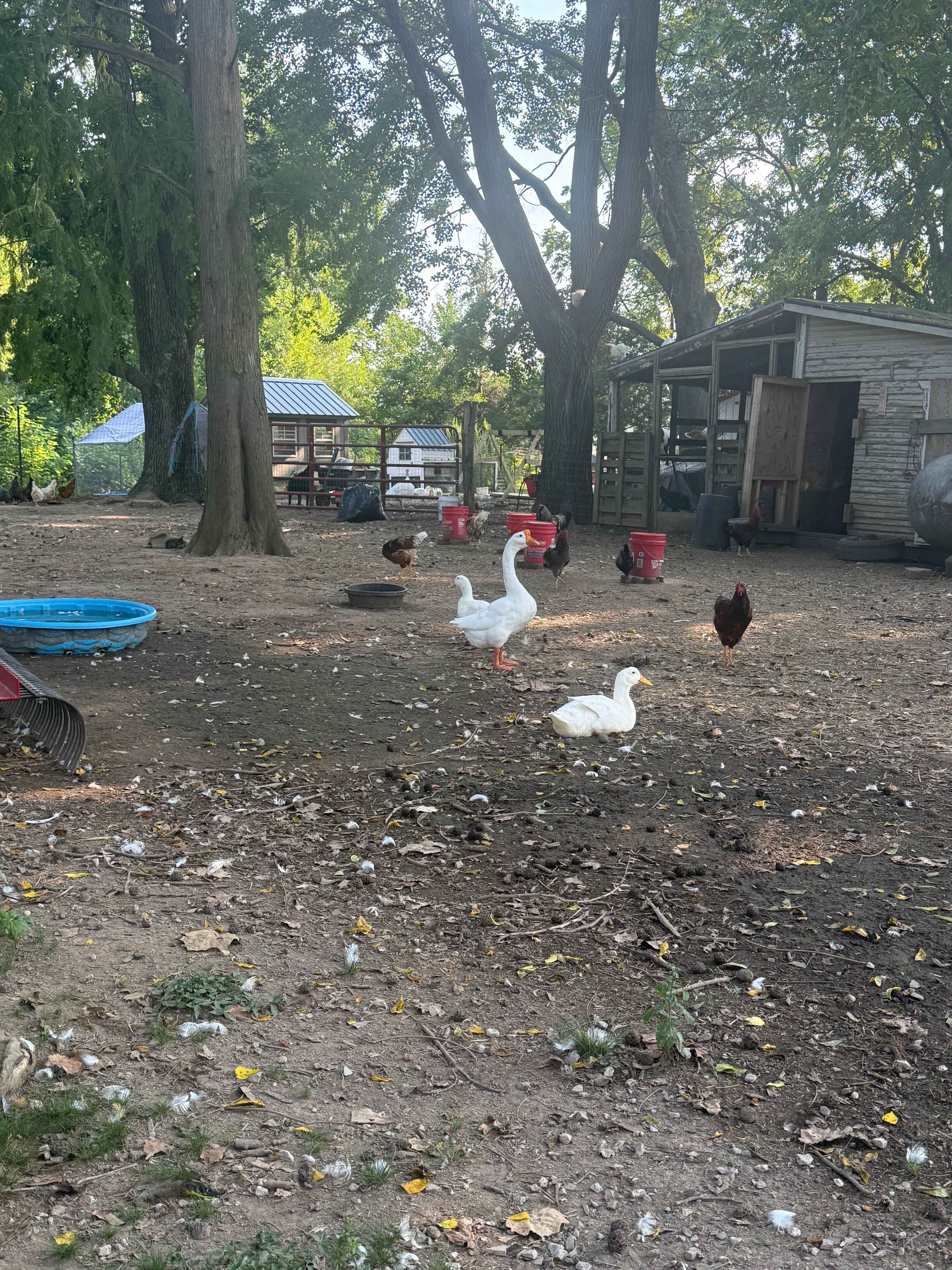 Deaf Barefoot Melange Farm