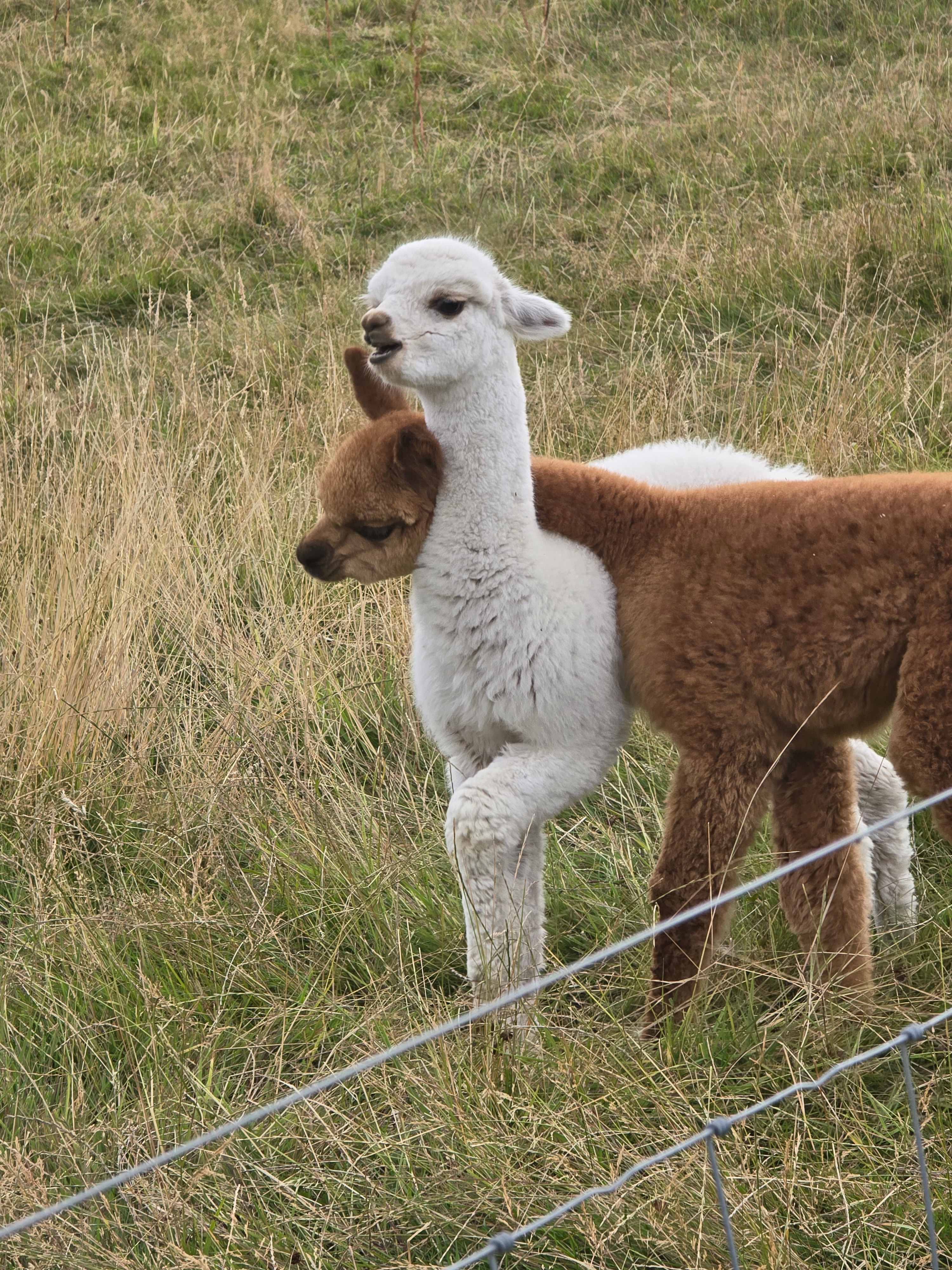 Beirhope Alpacas