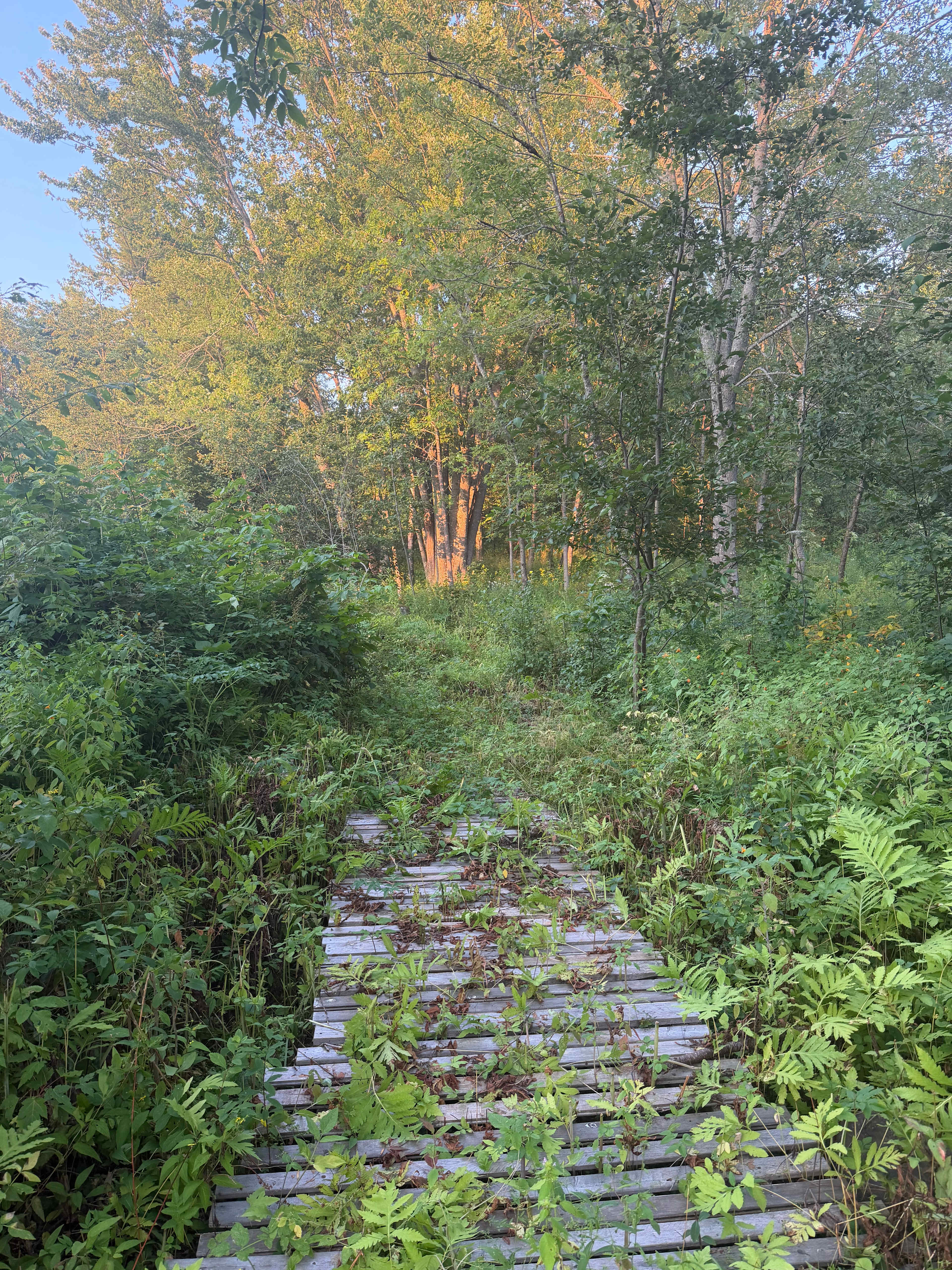 Trail around the property 