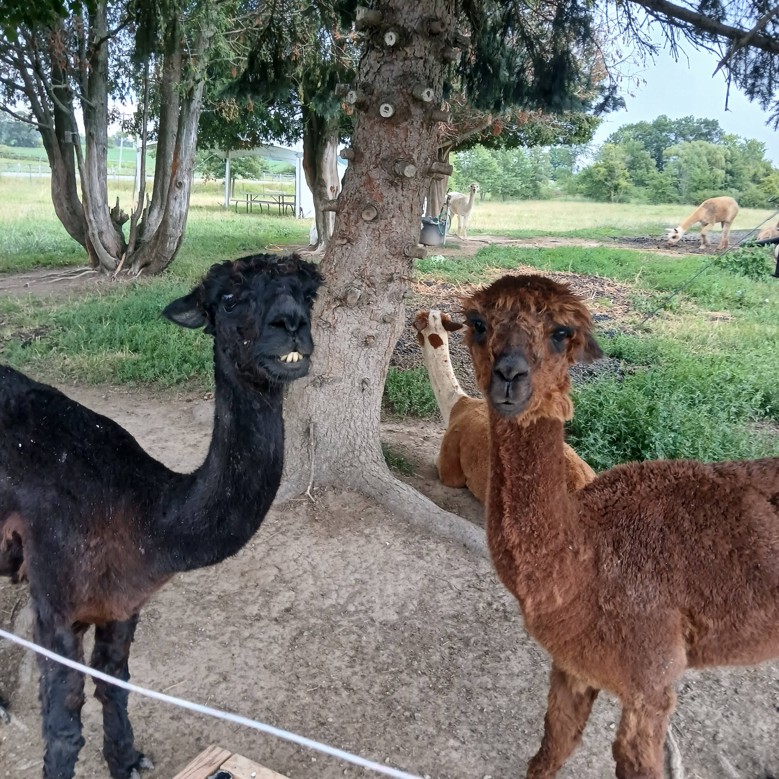 Husky Alpaca Ranch