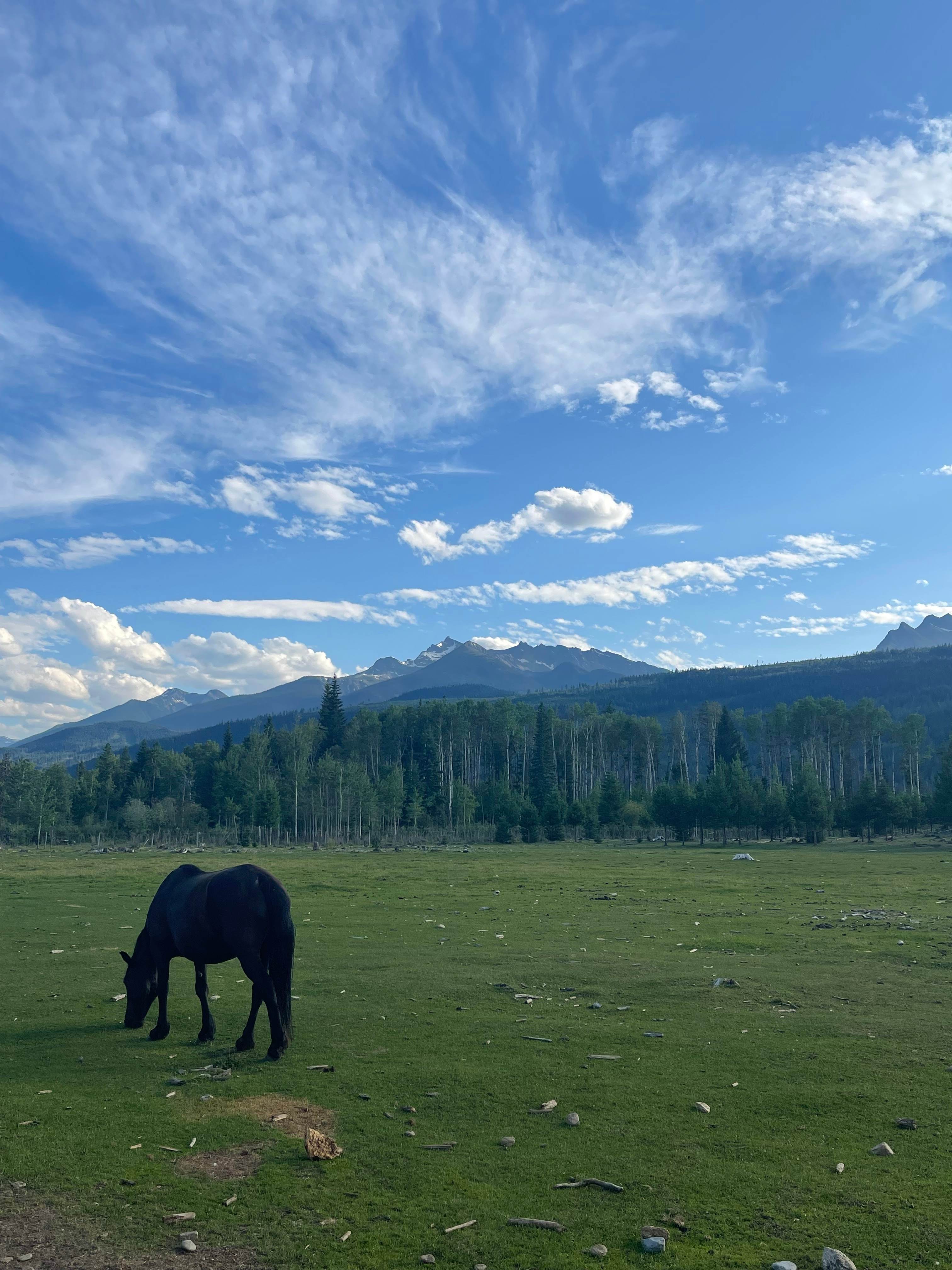 Fuzzy Buddy Ranch