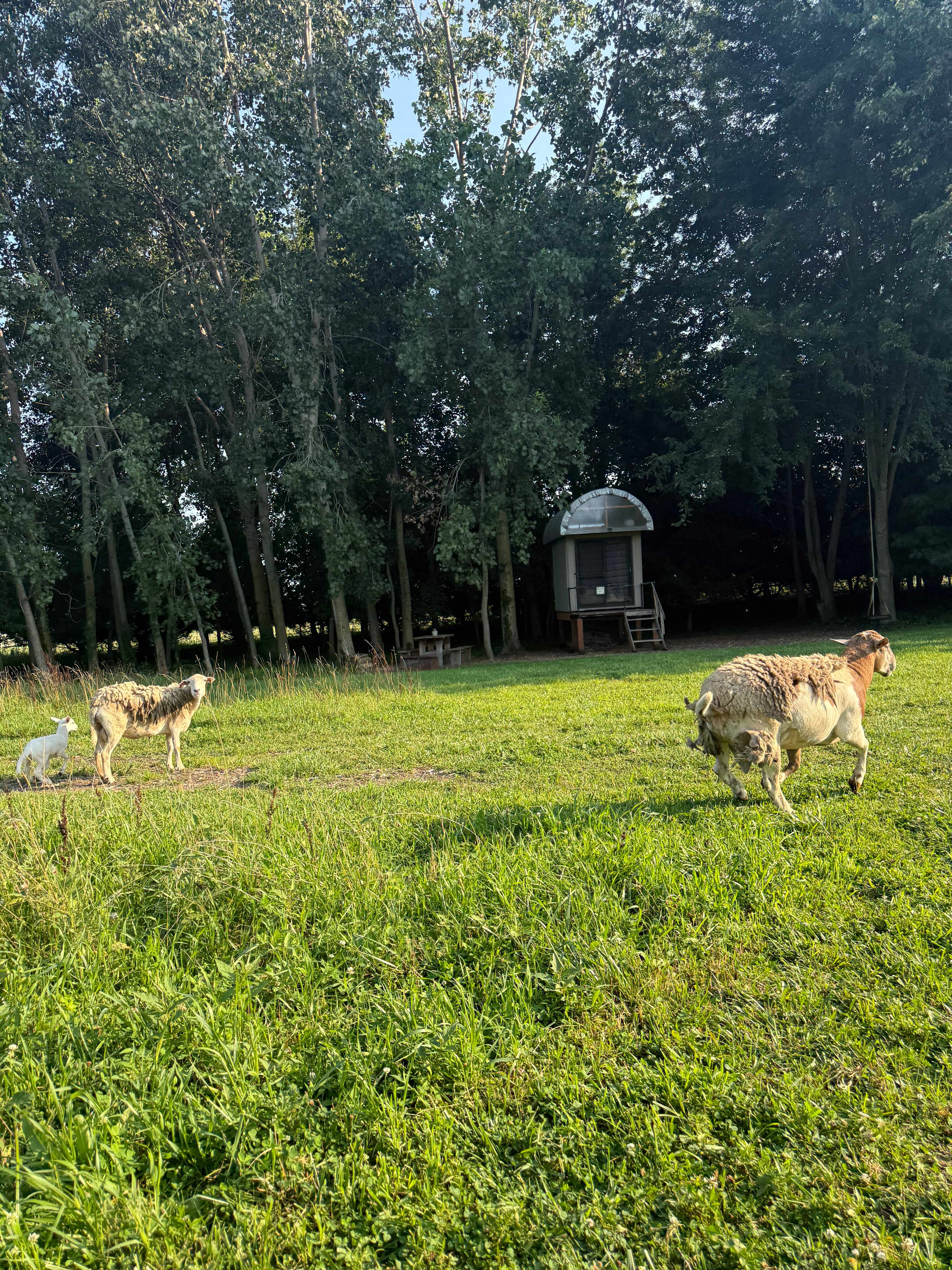 Sheepy Acres