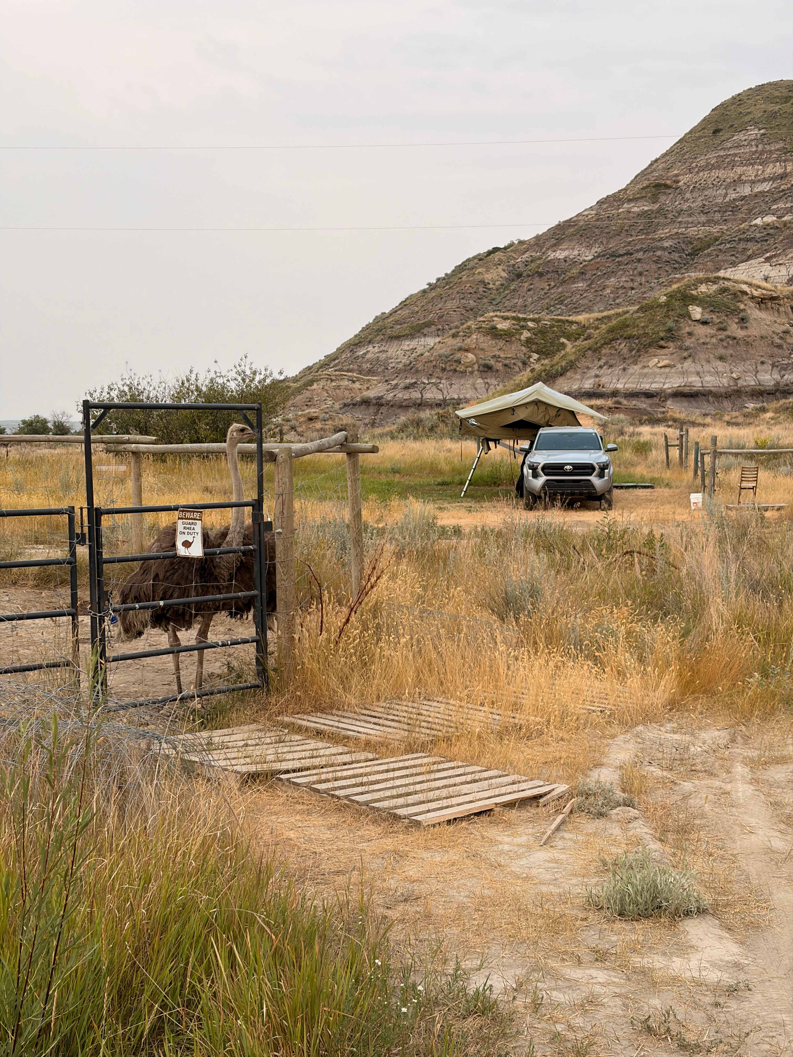 View to one of the tent sites from the emu/ostrich enclosure 