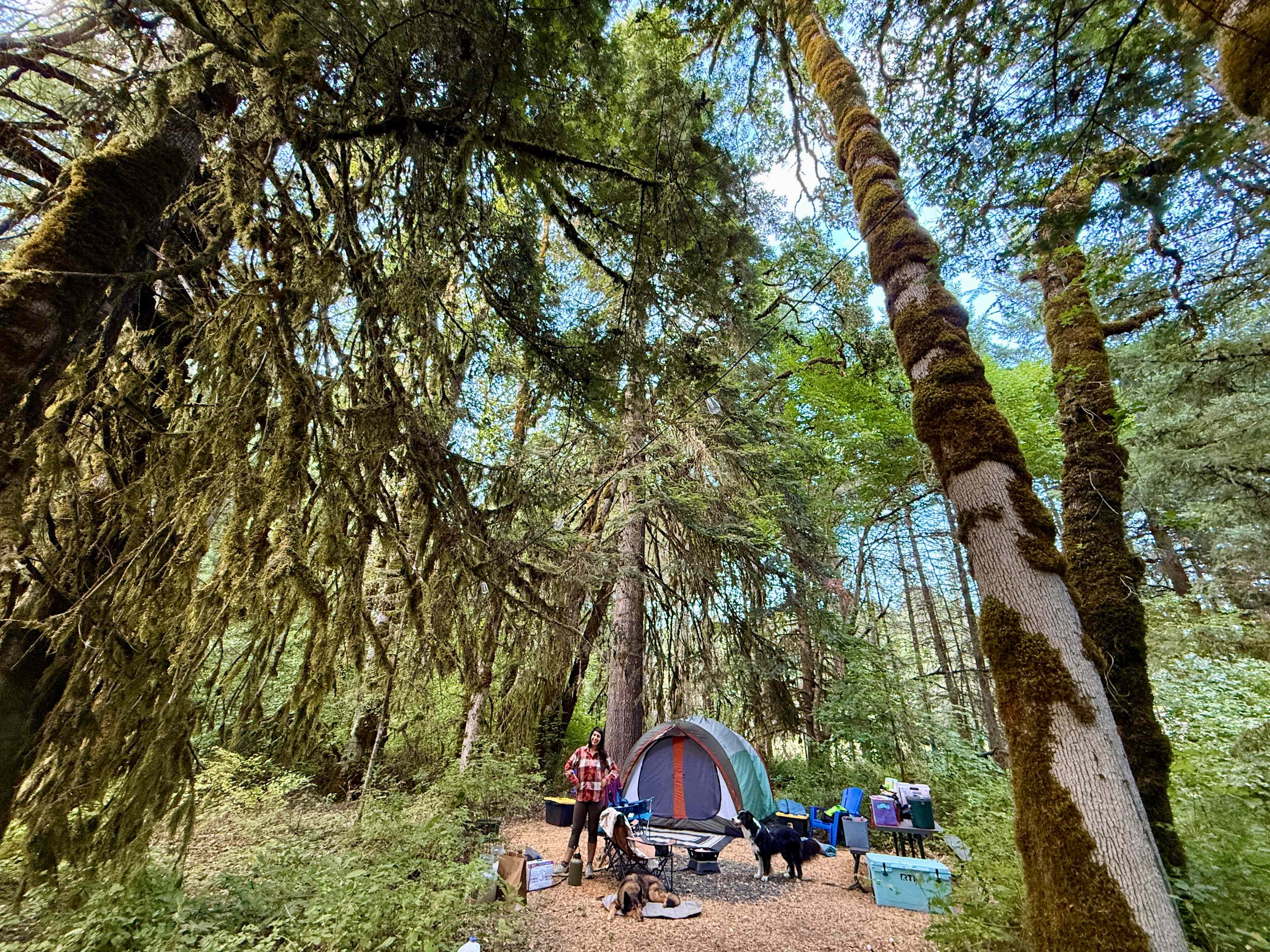 Mossy Nook campsite! 