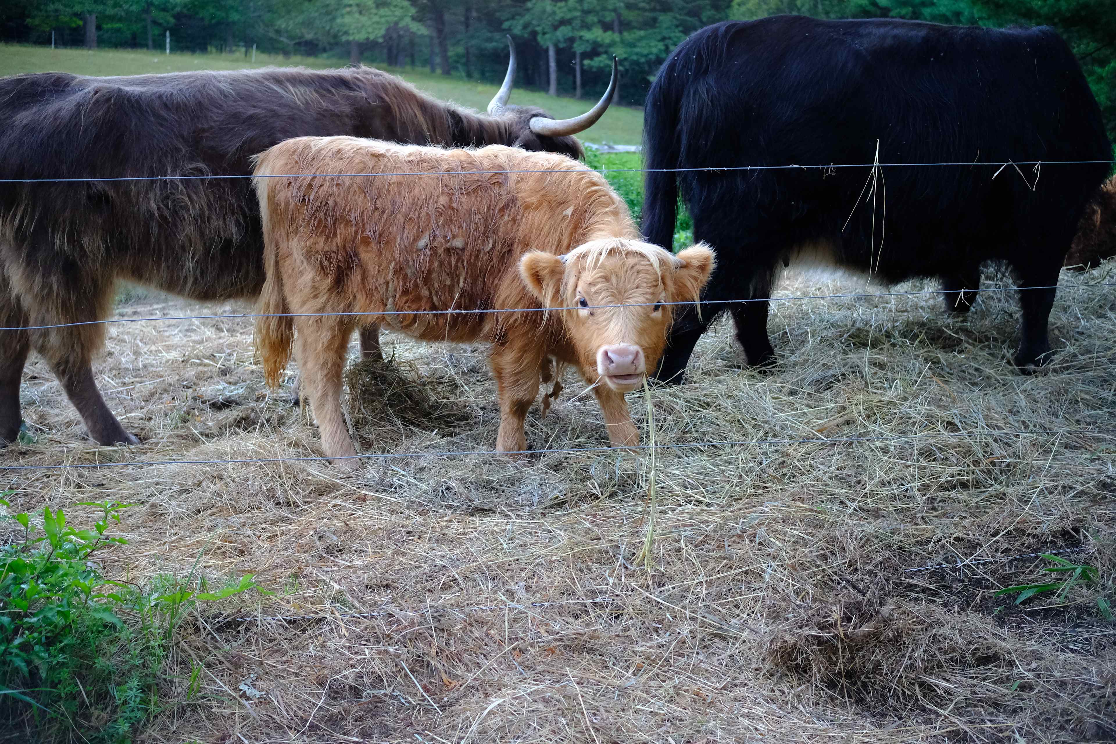 Tir na nOg Farm
