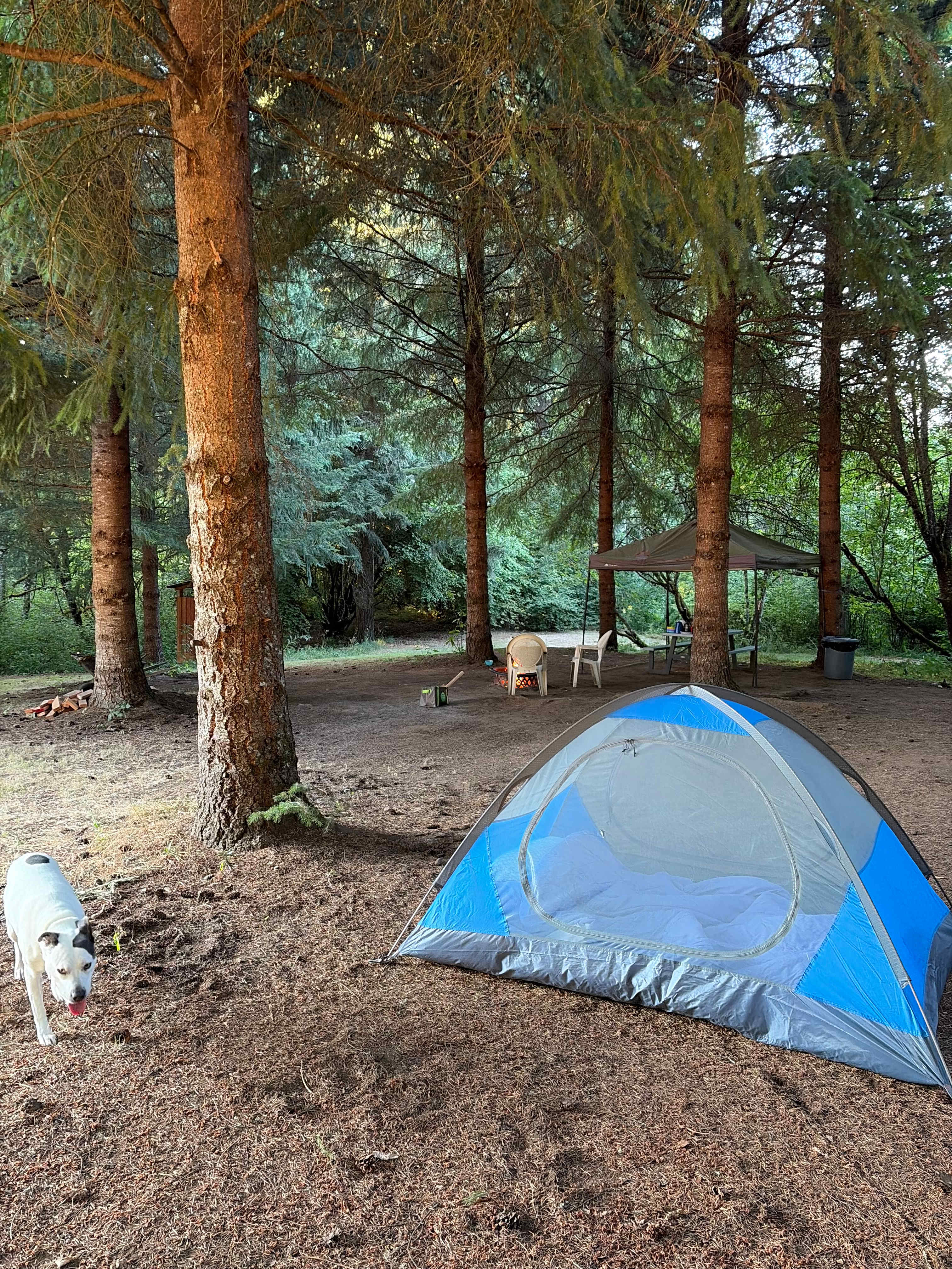 Spacious, Wooded Campsite, Hookups