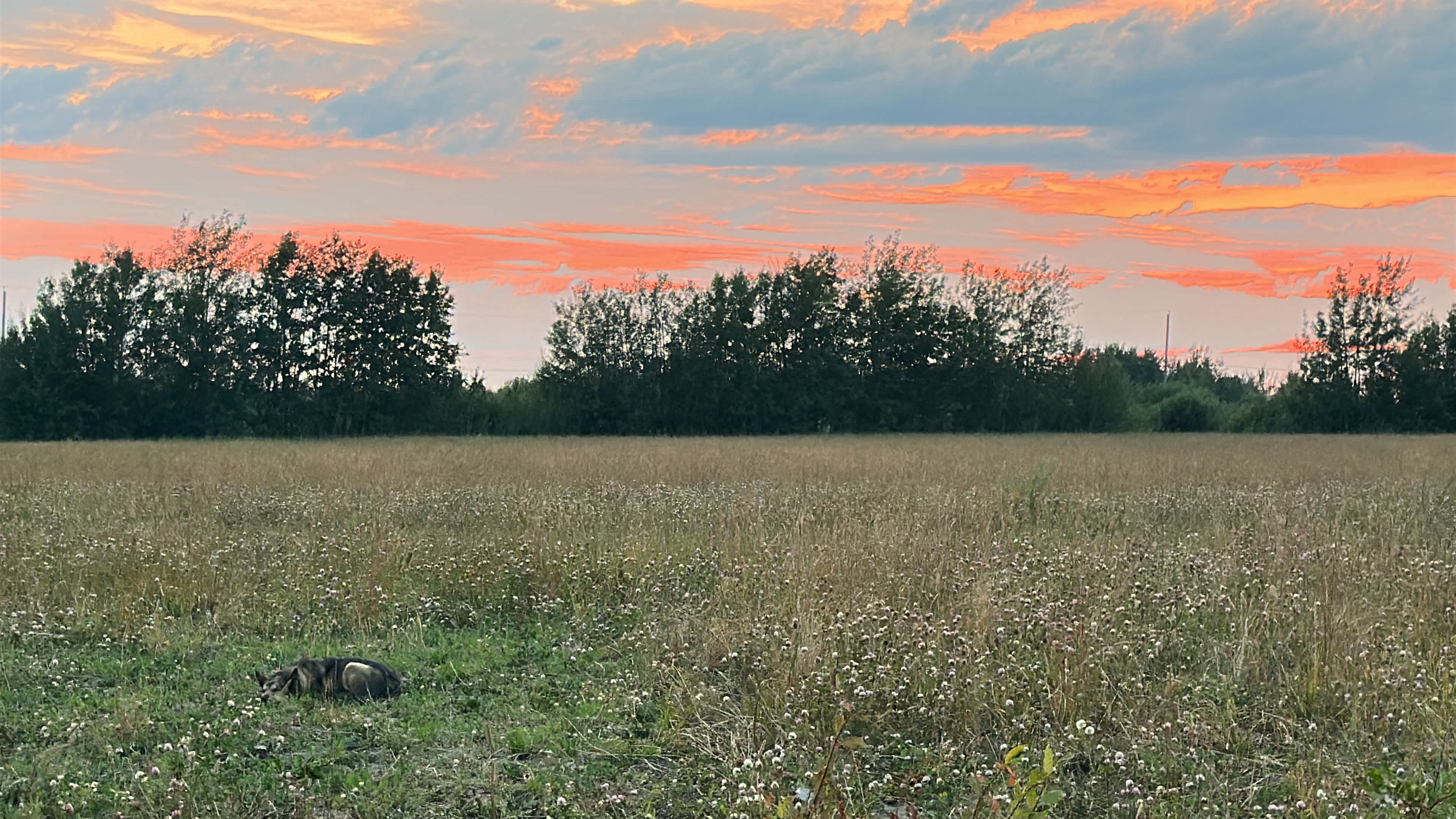 Sleepy Willow in the sunset.