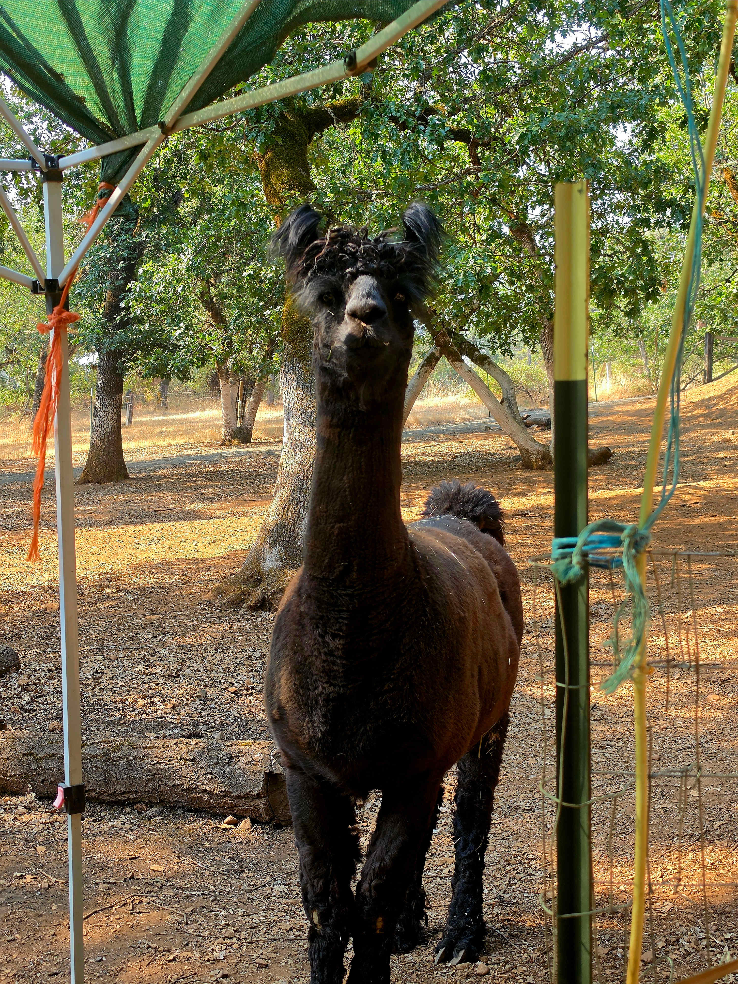 One Thing Ranch - Alpacas & Llamas