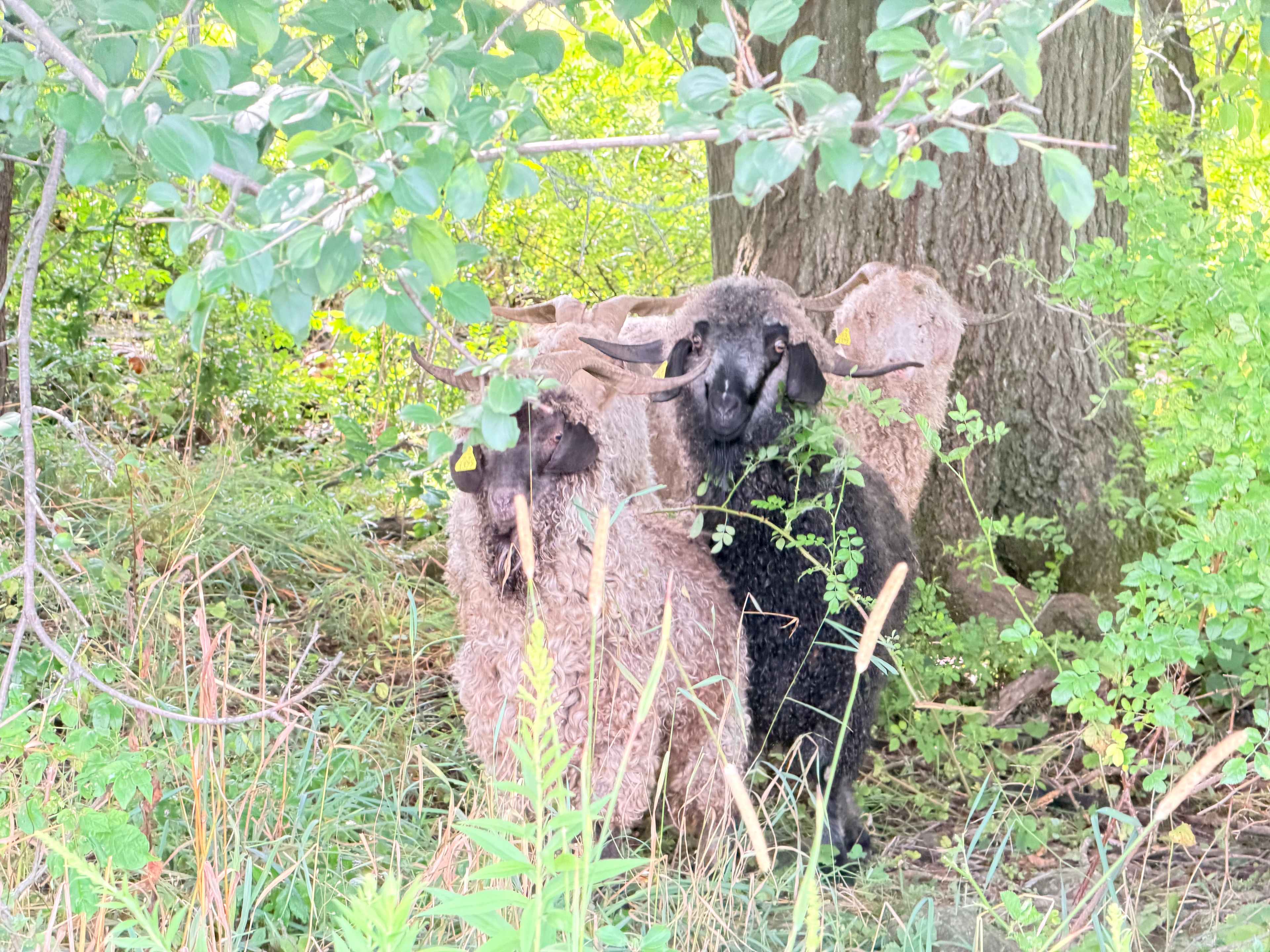 Our campsite goat neighbors greeting us in the morning