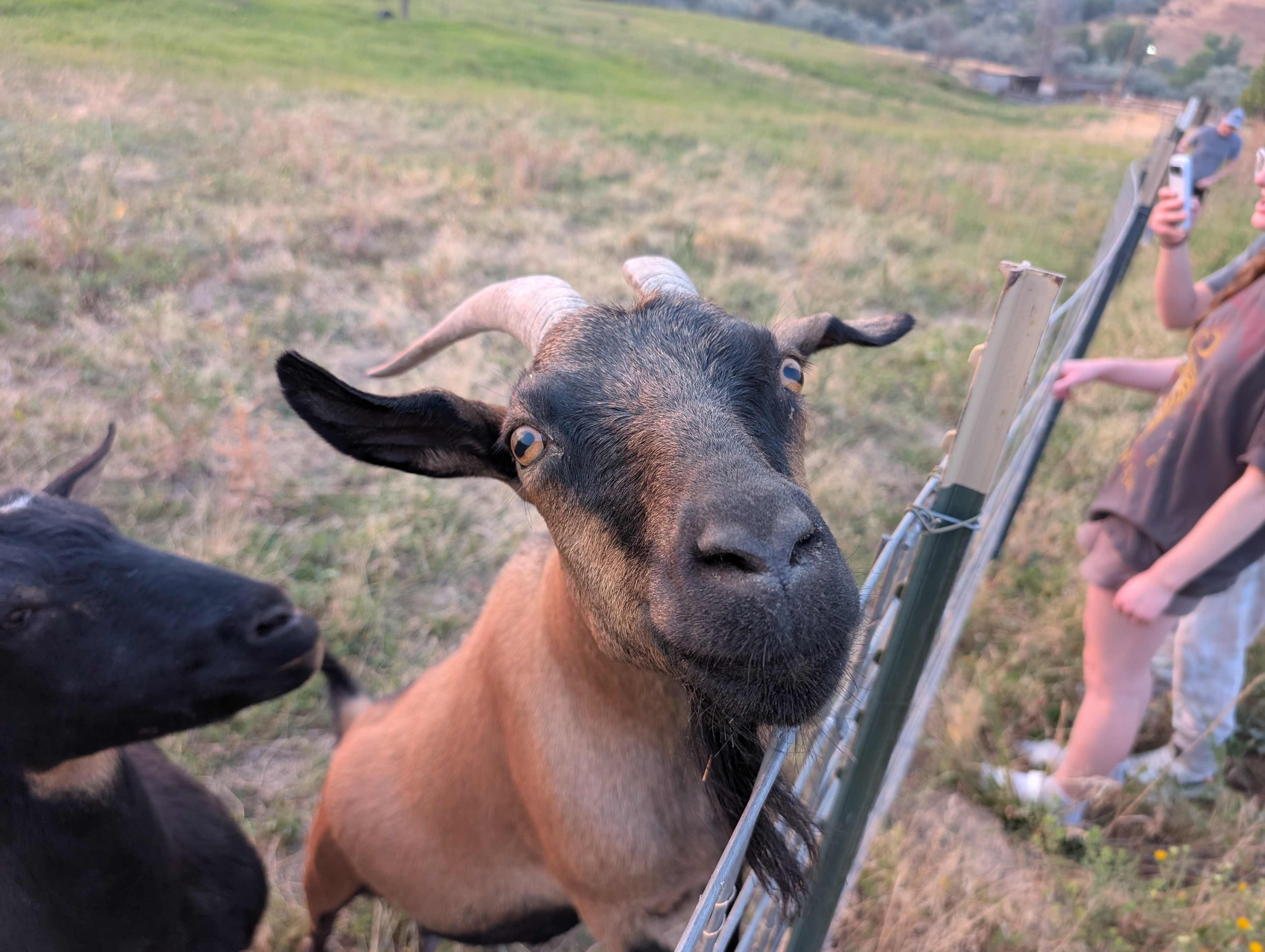 Micone Ranch