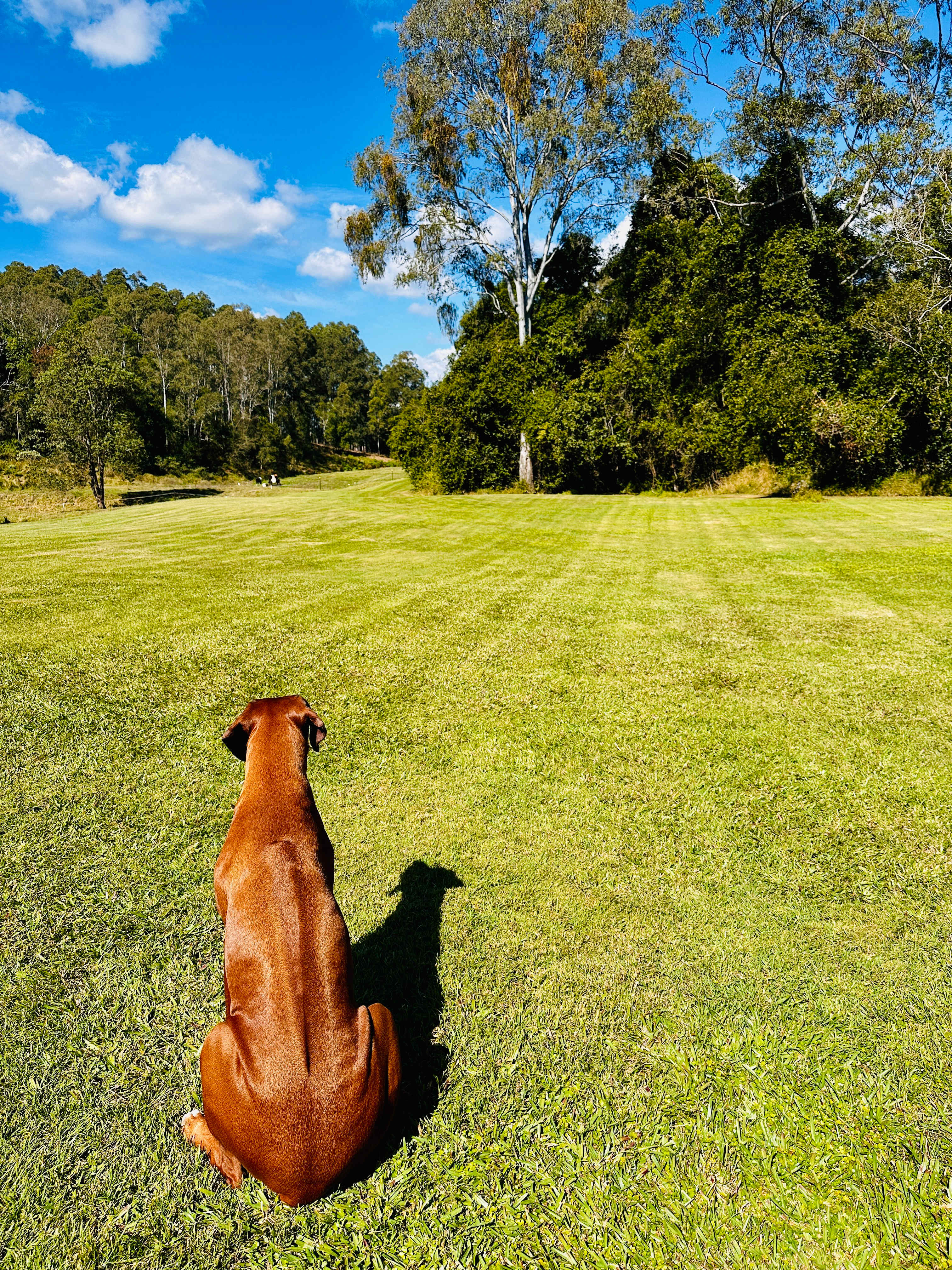 Watching the cows in the far paddock