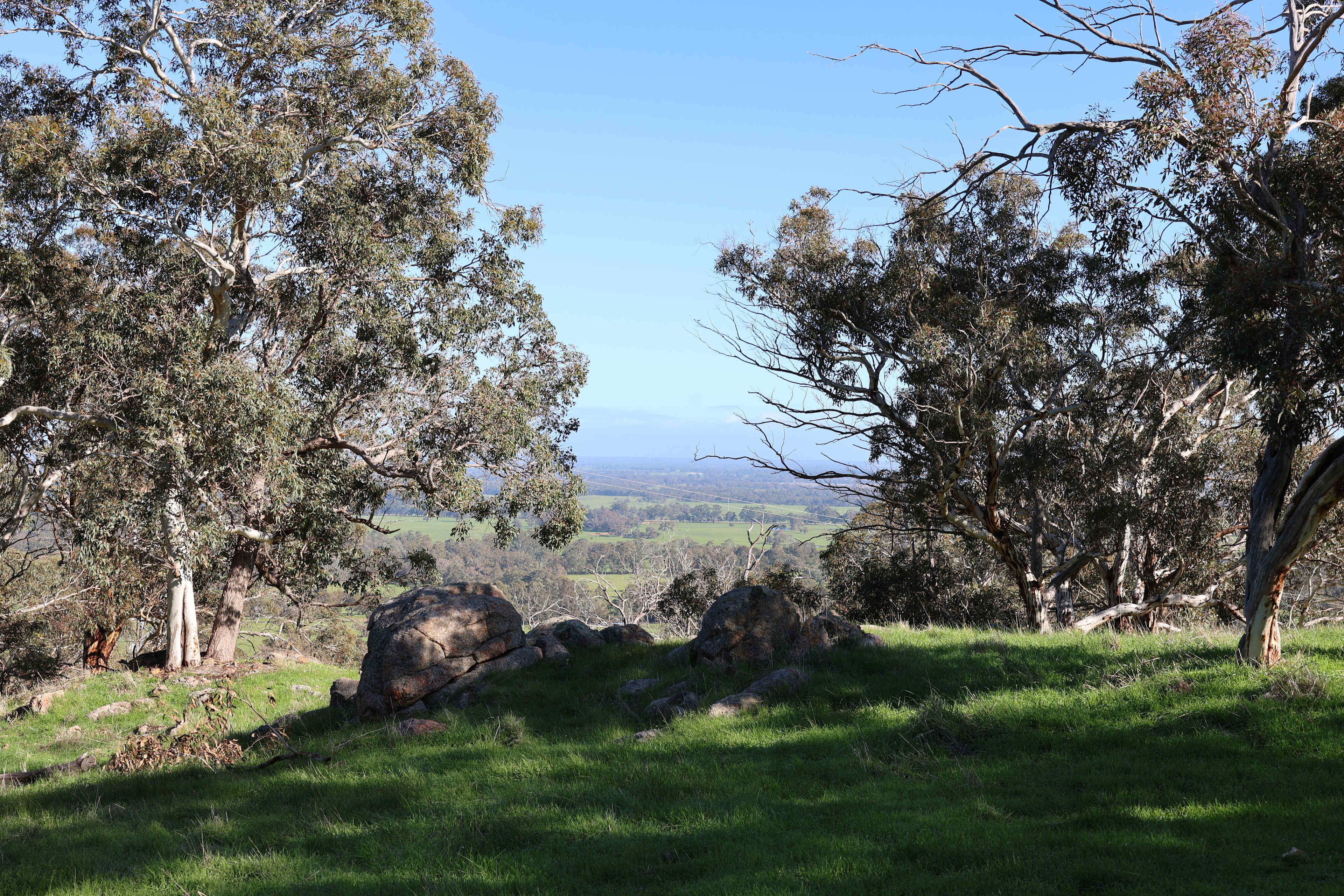 Jacaranda Hill Farm