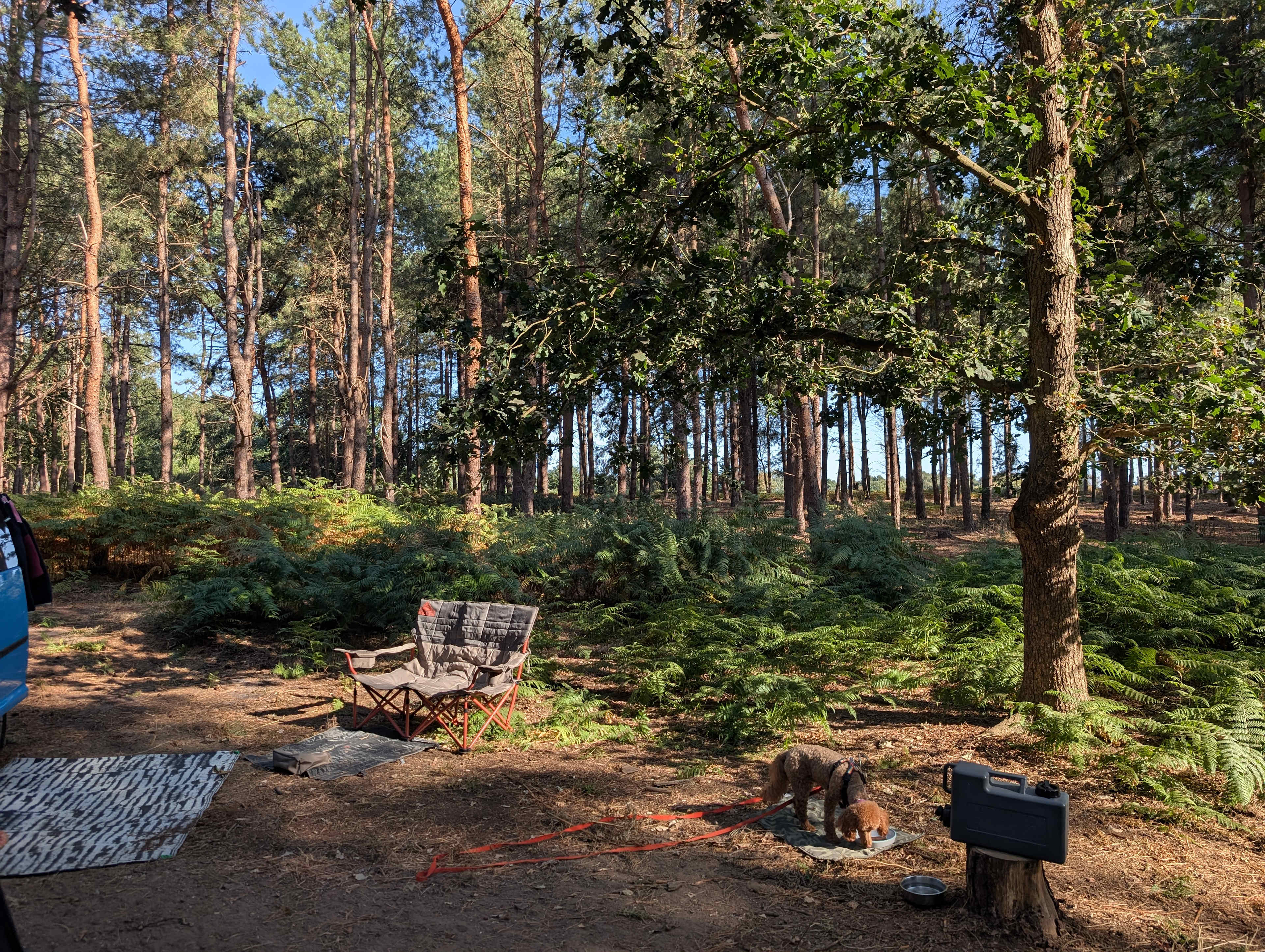Holistic Woods Wild Campsite
